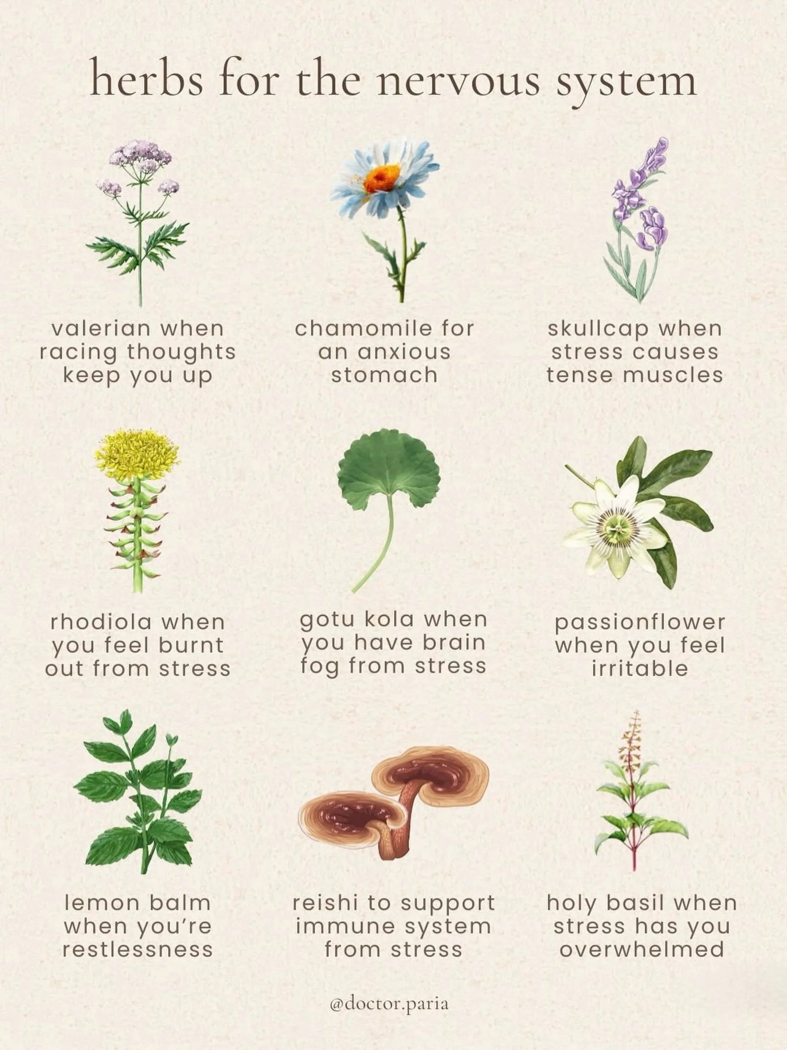 these are some of my favorite herbs to use and specific feelings they can help with 🧠

some of these are adaptogens that are working long term on re-regulating the HPA axis &amp; cortisol, while some of these herbs are known as relaxing nervines tha