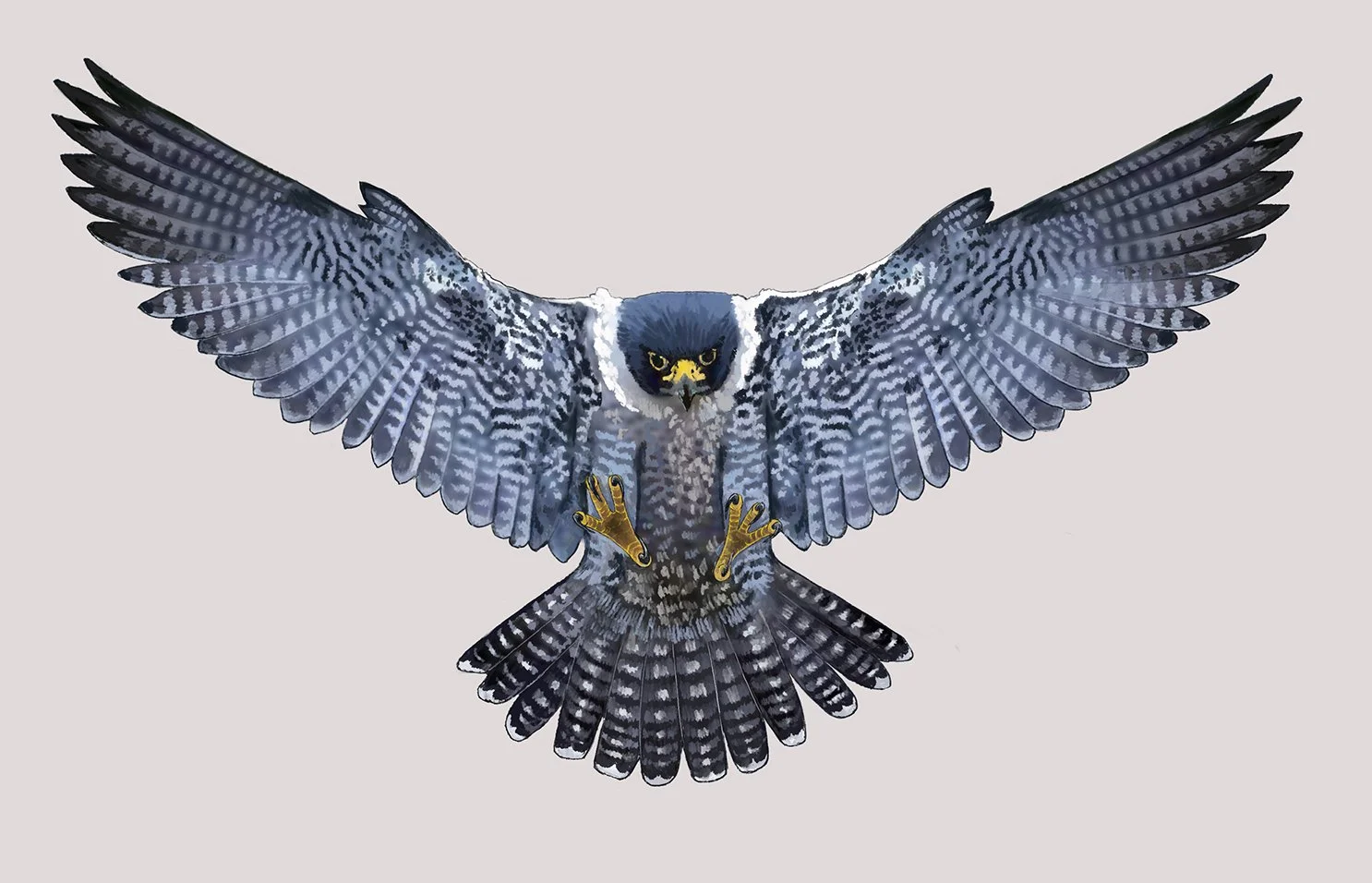 Adult female Peregrine Falcon (falco peregrinus). Digital painting © Jennie Anderson