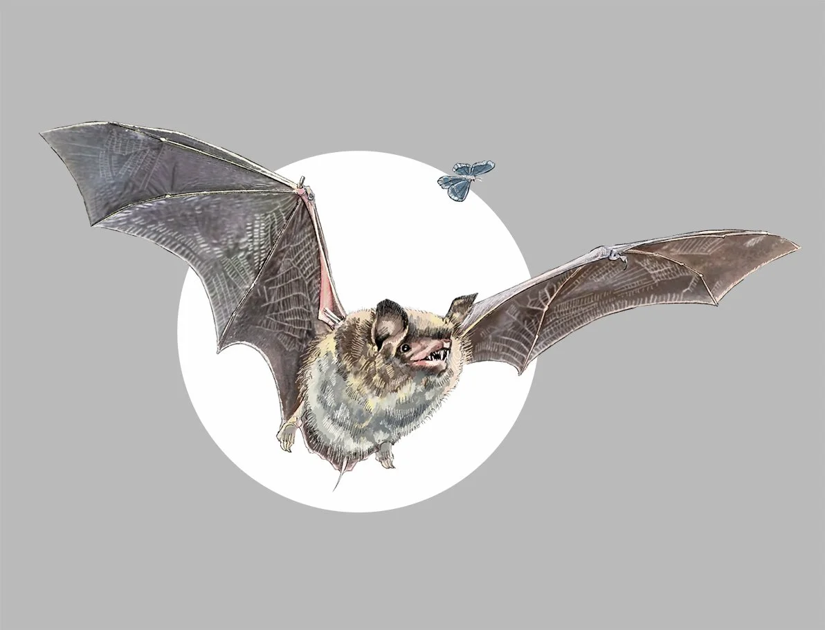 Pipistrelle Bat (pipistrellus pipistrellus). Digital painting © Jennie Anderson