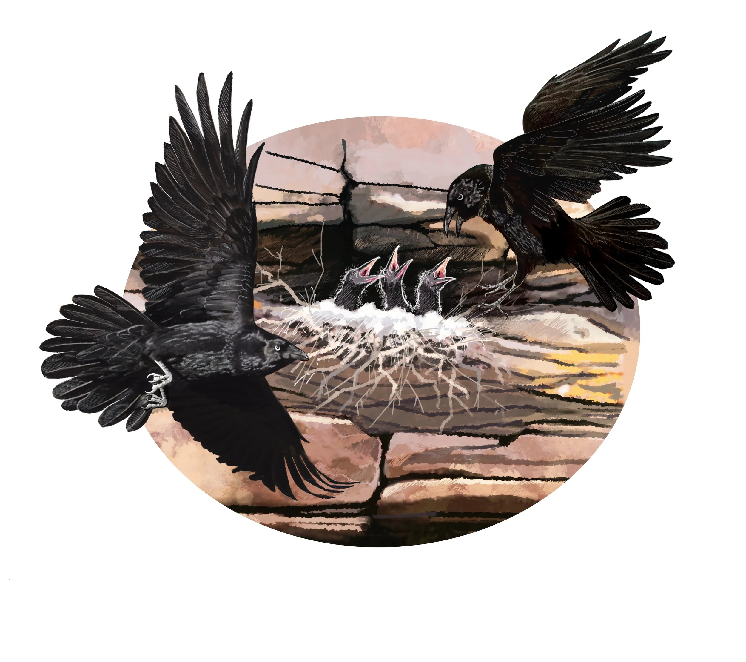 A pair of Ravens feeding their chicks. Digital painting © Jennie Anderson.