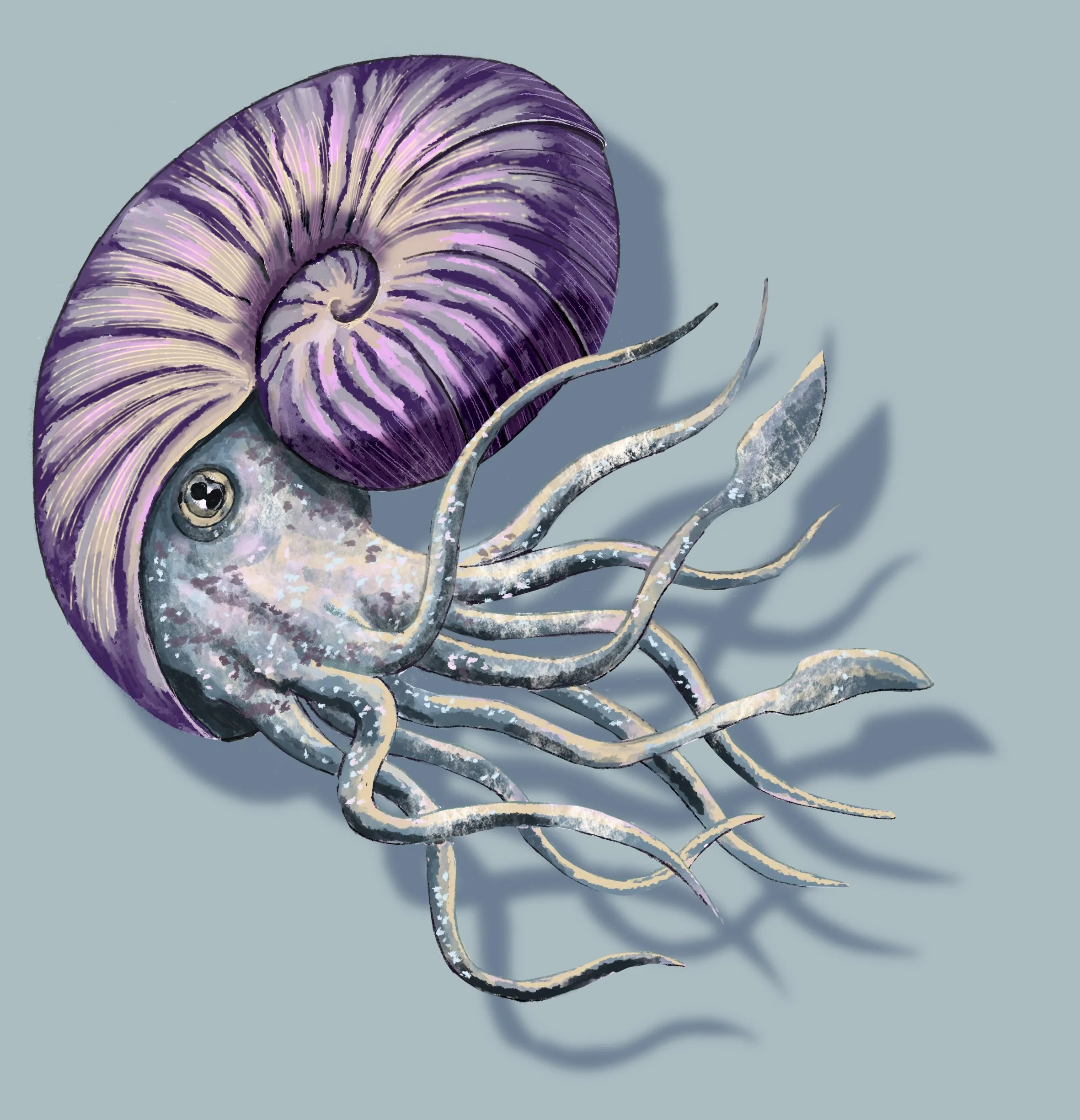 Reconstruction of a Goniatite, a Carboniferous-era prehistoric marine cephalopod and earlier evolutionary-relative of the Ammonite. Digital painting created for inclusion on information panels placed at a repurposed limestone quarry. © Jennie Anderso