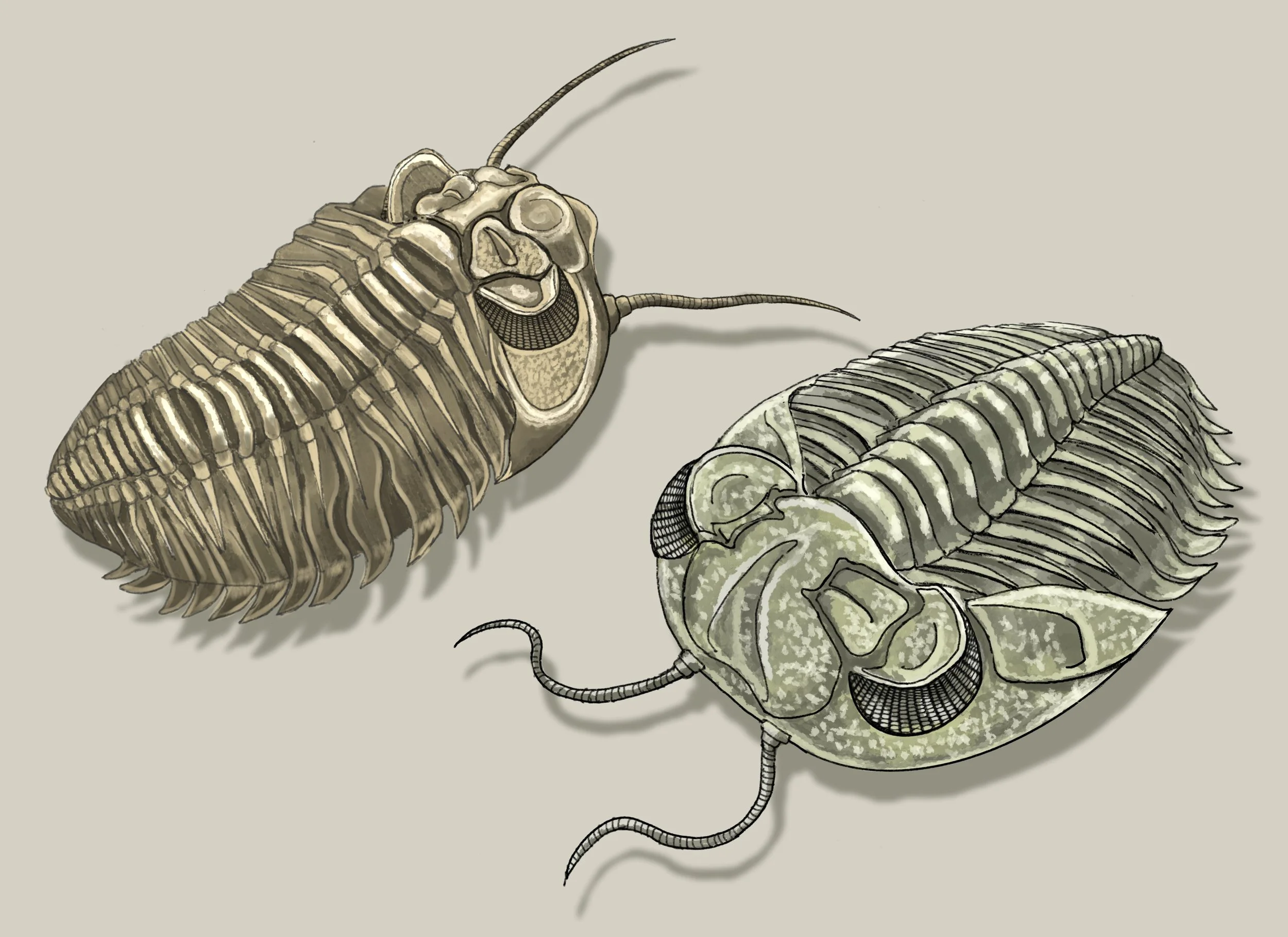 Reconstruction of a pair of Carboniferous-era Trilobites, marine invertebrates. Digital painting, created for inclusion on information panels placed at a repurposed limestone quarry. © Jennie Anderson.