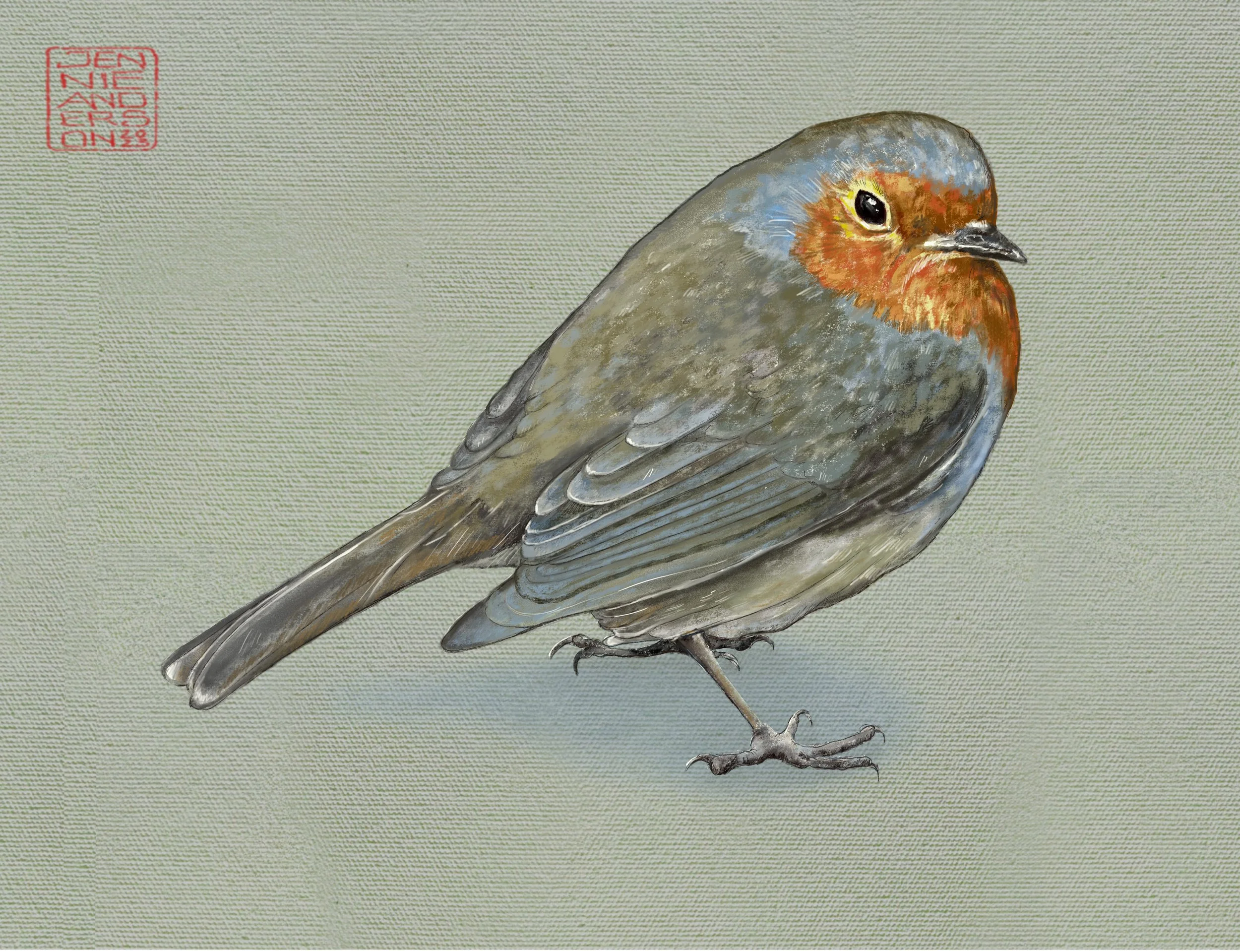 Adult European Robin (erithacus rubecula). Digital painting © Jennie Anderson
