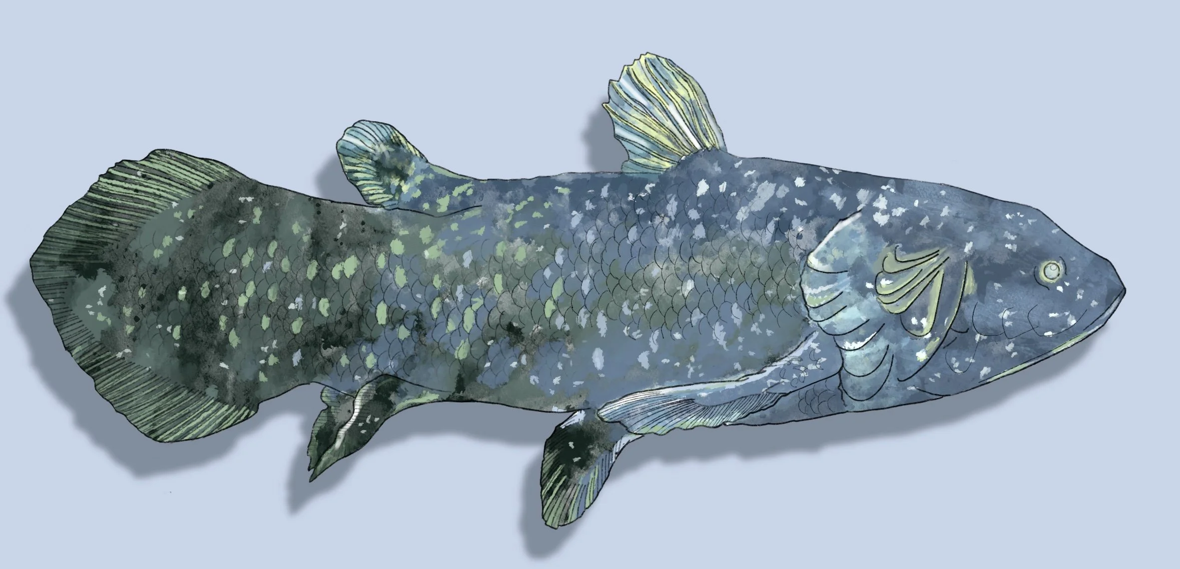 Conjectural reconstruction of a Coelacanth, Carboniferous-era prehistoric marine fish. Digital painting created for inclusion on information panels placed at a repurposed limestone quarry. © Jennie Anderson.
