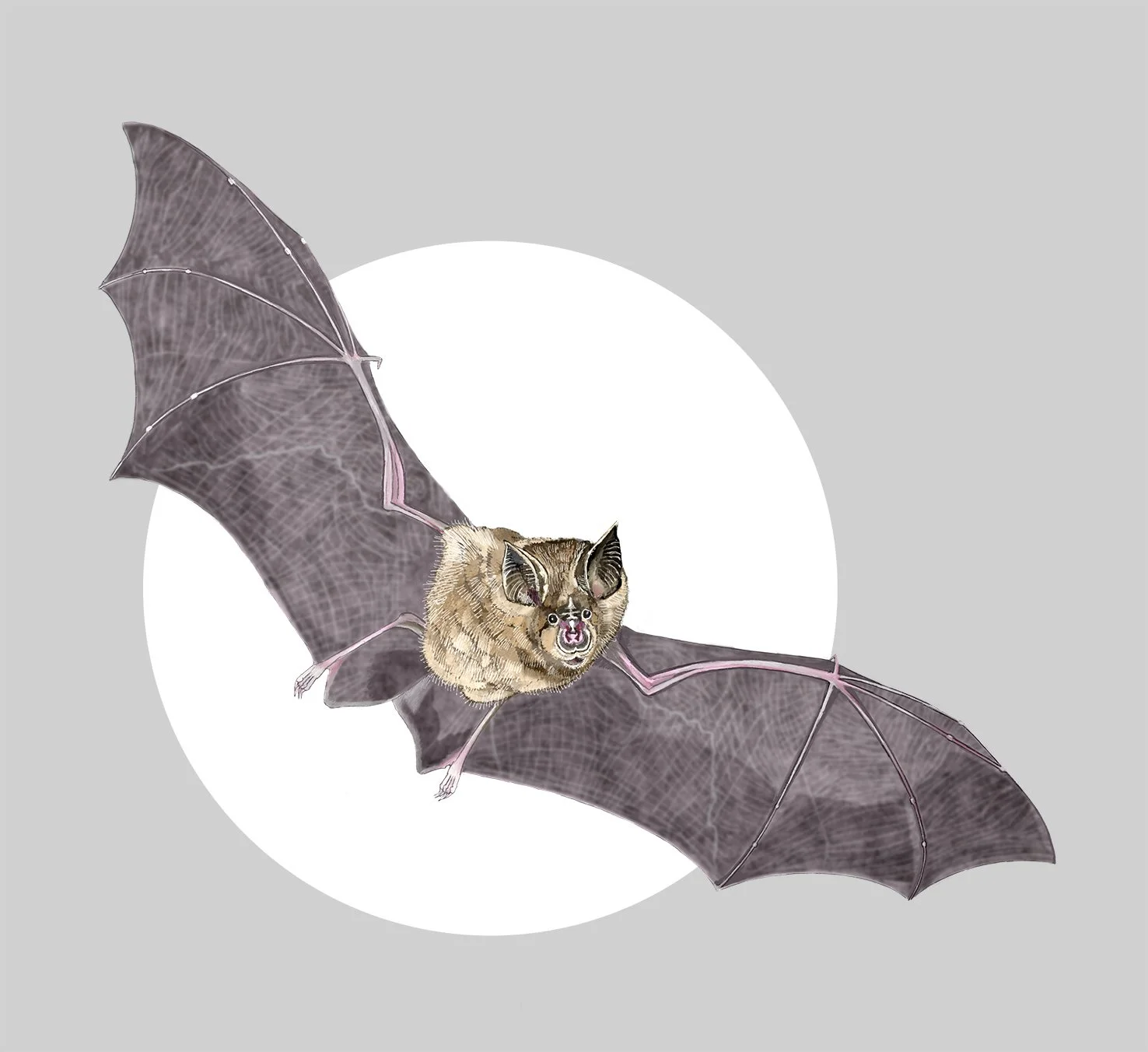 Lesser Horseshoe Bat (rhinolophus hipposideros). Digital painting © Jennie Anderson