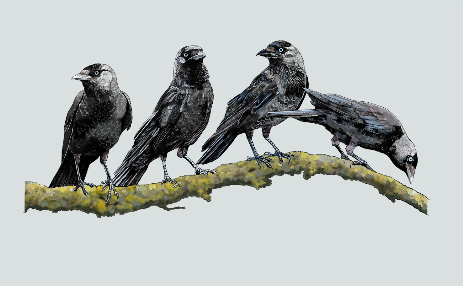 A Clattering of Jackdaws (coloeus monedula). Digital painting © Jennie Anderson