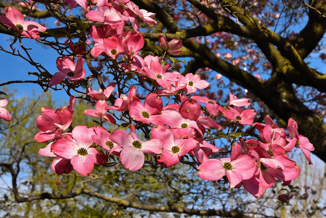 Cherry Blossoms.jpg