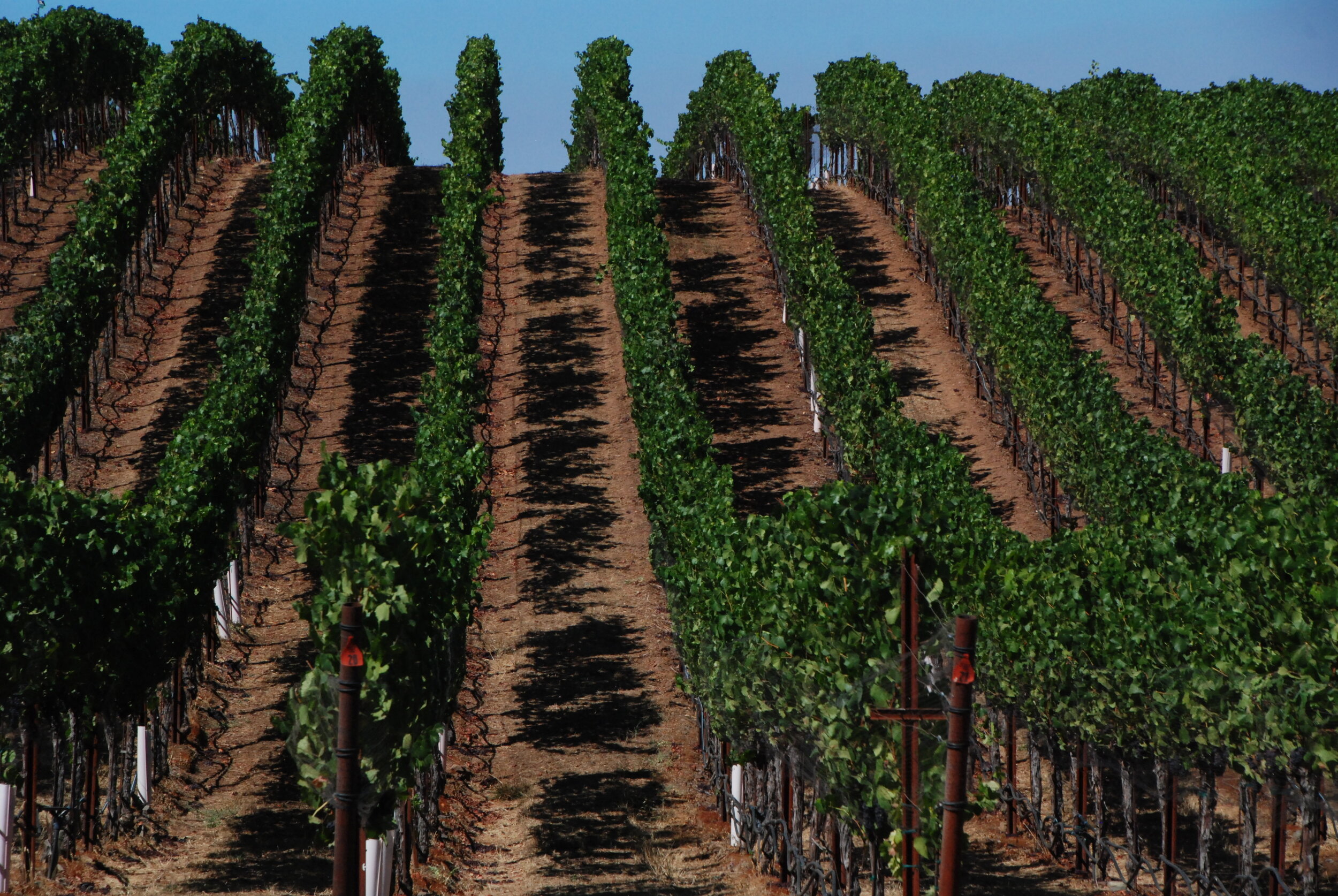 Vineyard.jpeg
