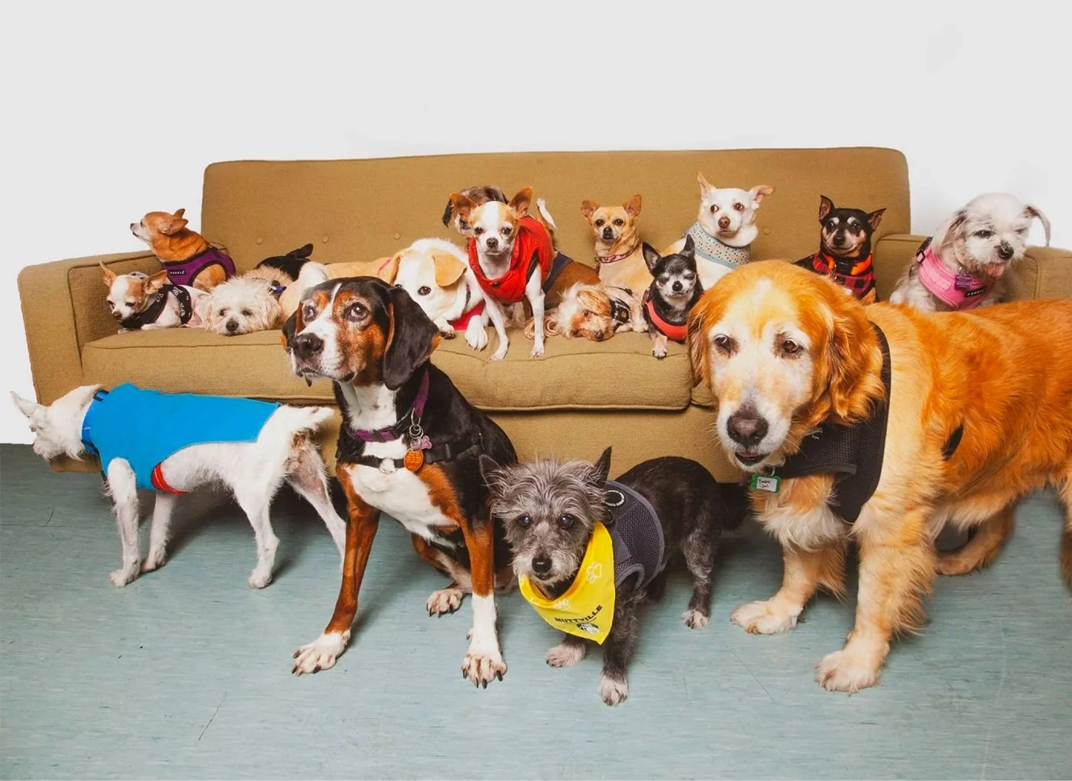 Muttville Pet Adoptions