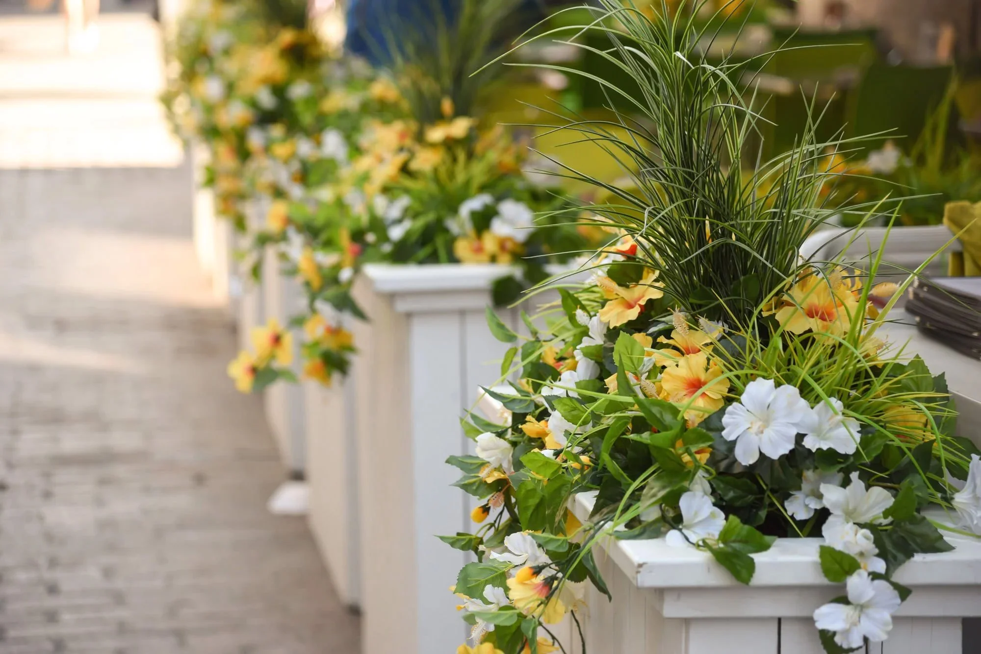 beautiful yellow and white flowers in white flower boxes