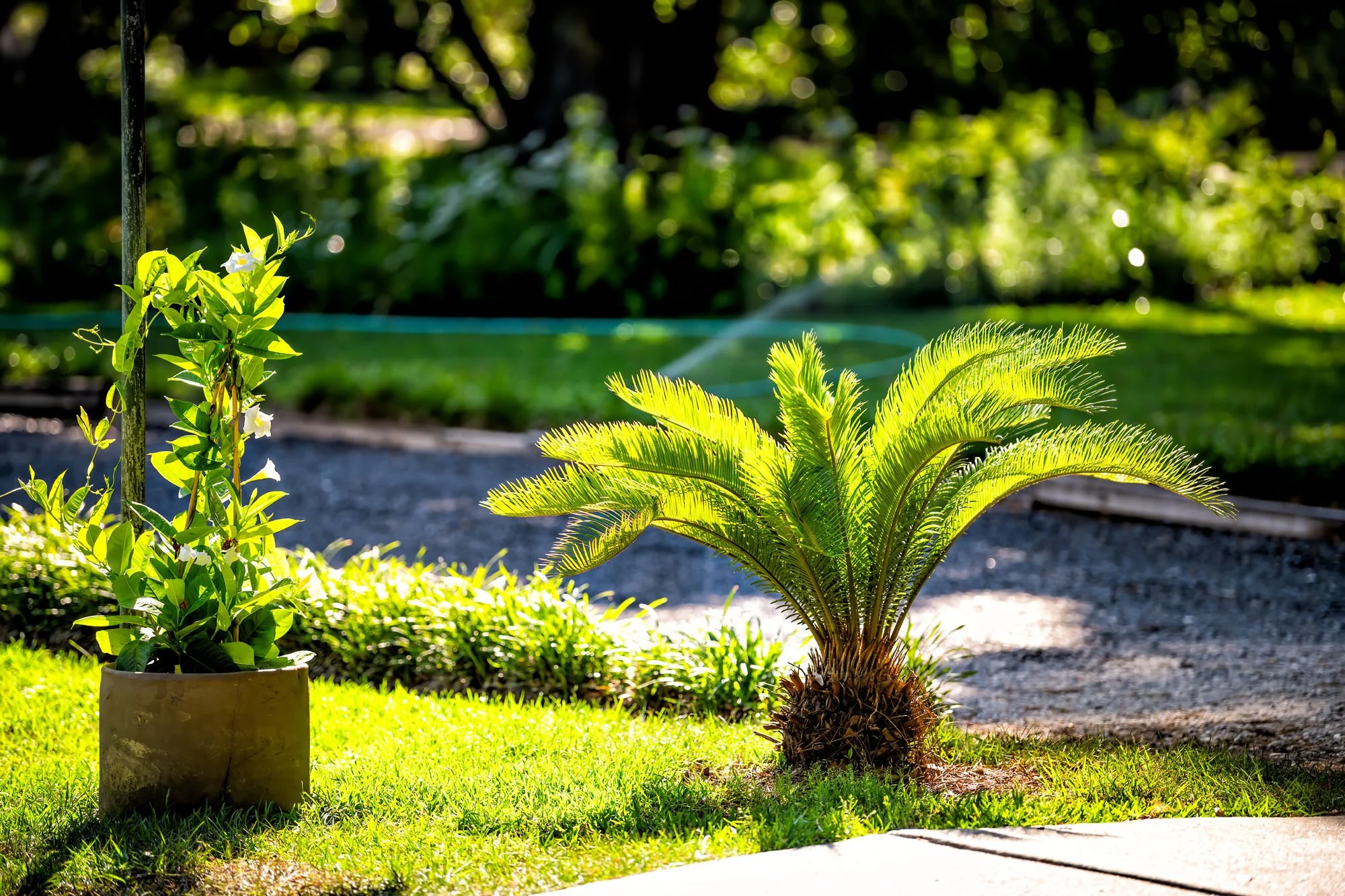 beautiful plants in front yard and luscious lawn