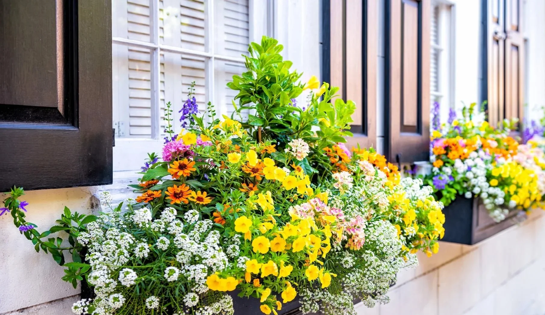 gorgeous flowers in flower boxes - curb appeal ideas