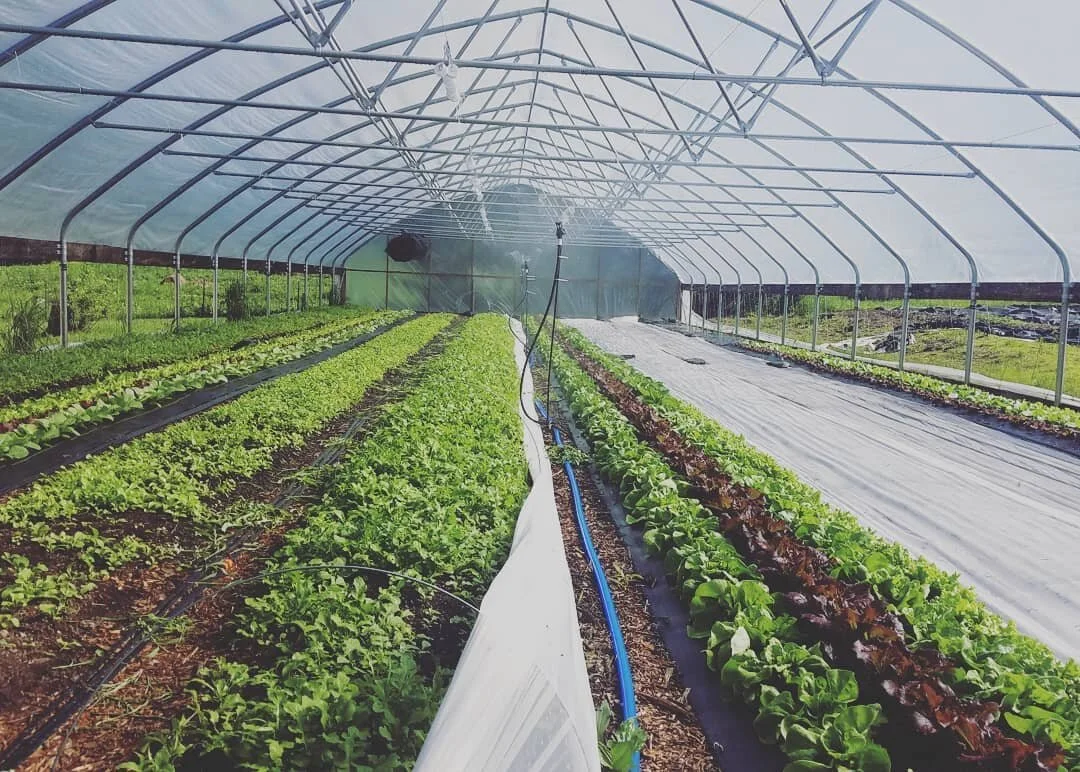 The farm is looking extra sparkly these days, thanks to all this gorgeous weather and rain. 👌💖 Be sure to come see us for all of your salad needs tomorrow @columbiafarmersmarket 8am to noon! The line is moving so quickly and more people are being a