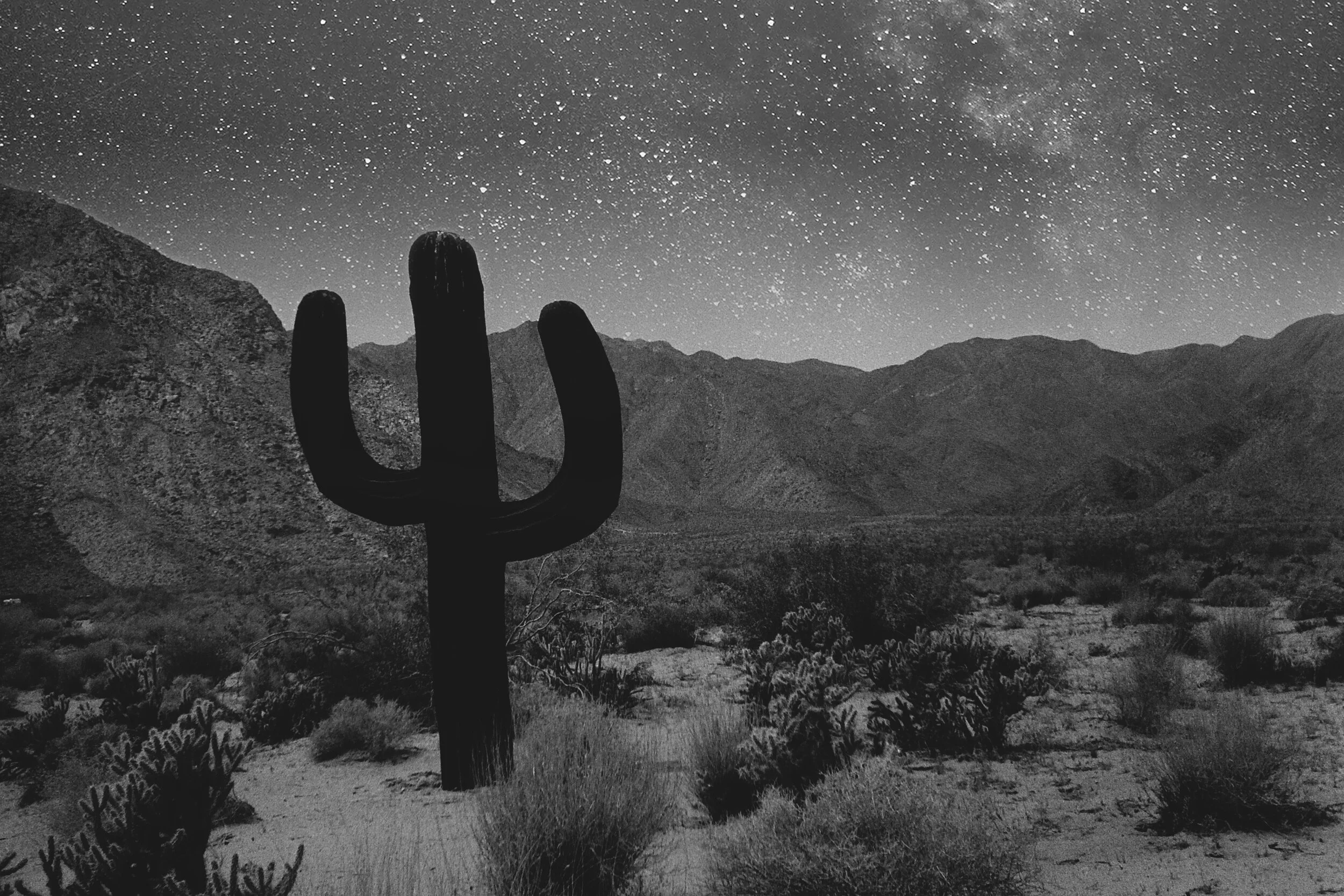 cactuslactea.jpg