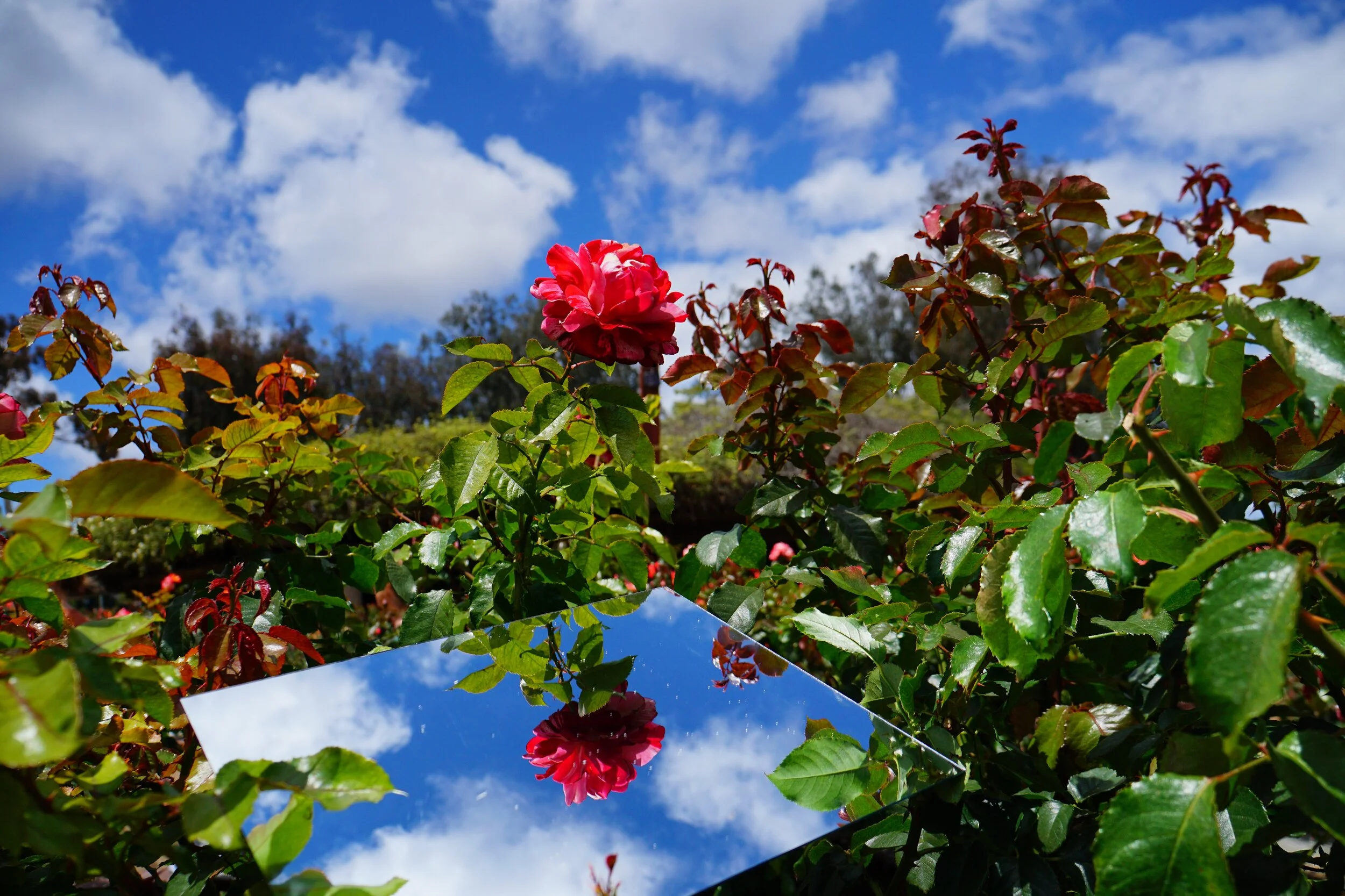 file-6000x4000-000247.jpg