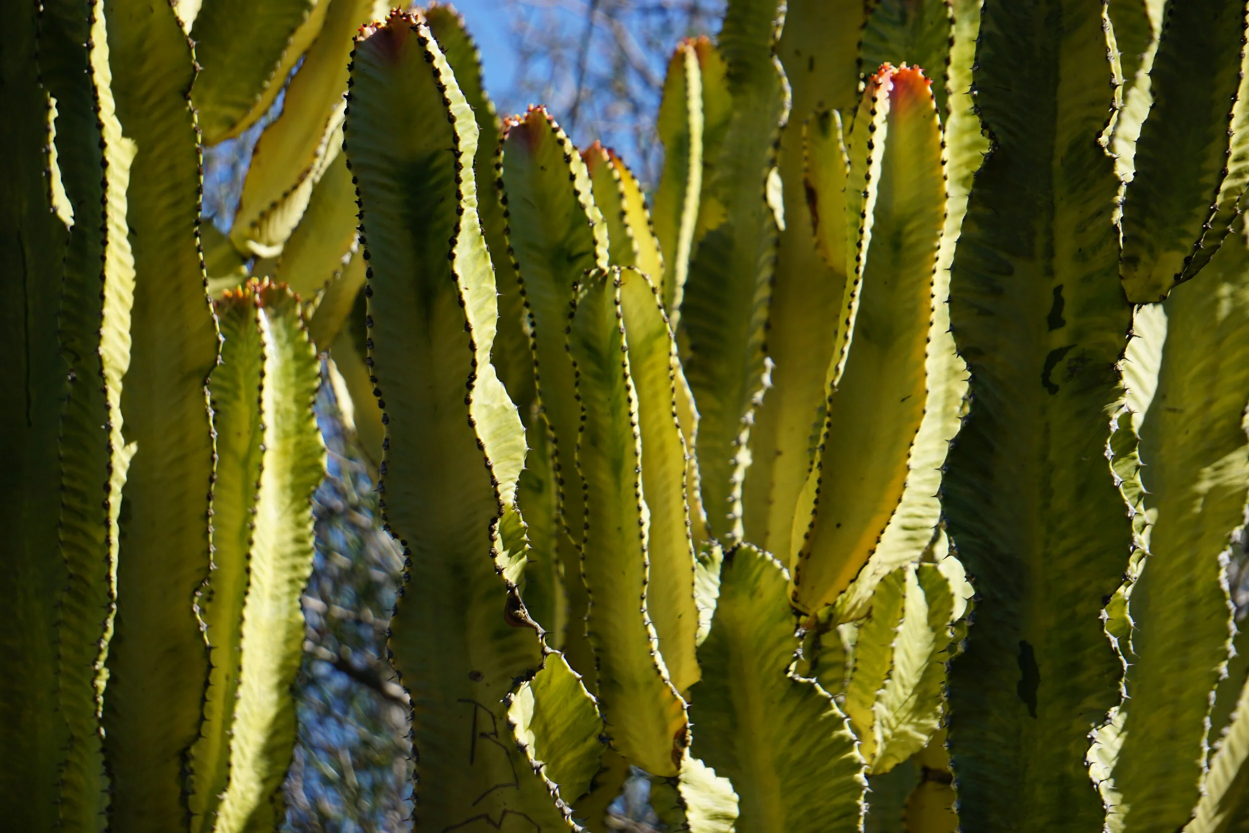 DSC01090.JPG