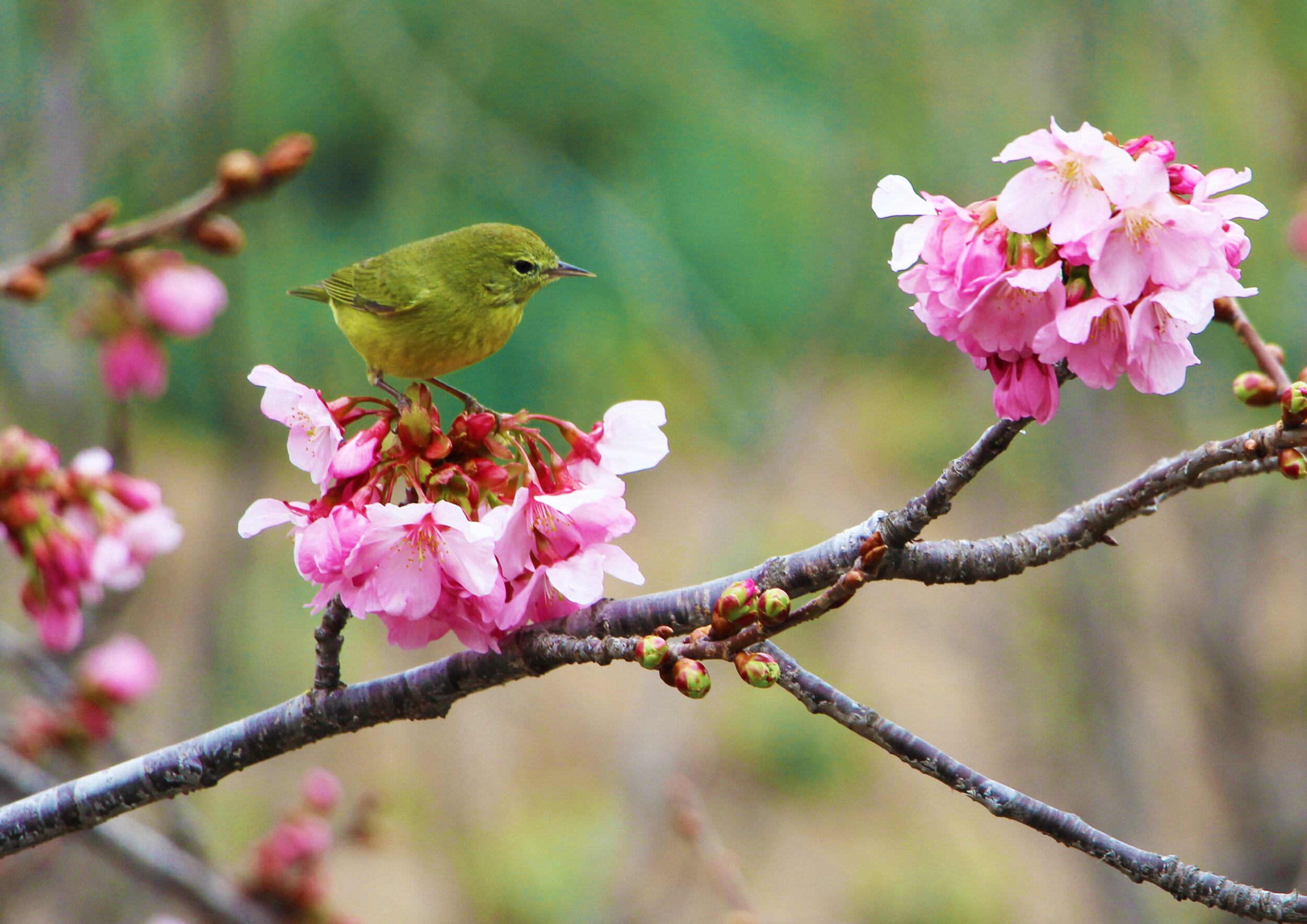 JFG BIRD.jpg