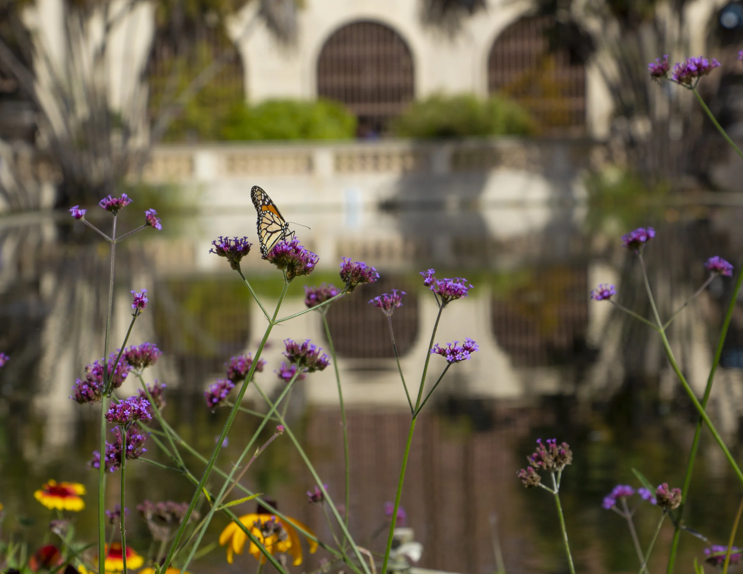 IMG_6515_edit.JPG