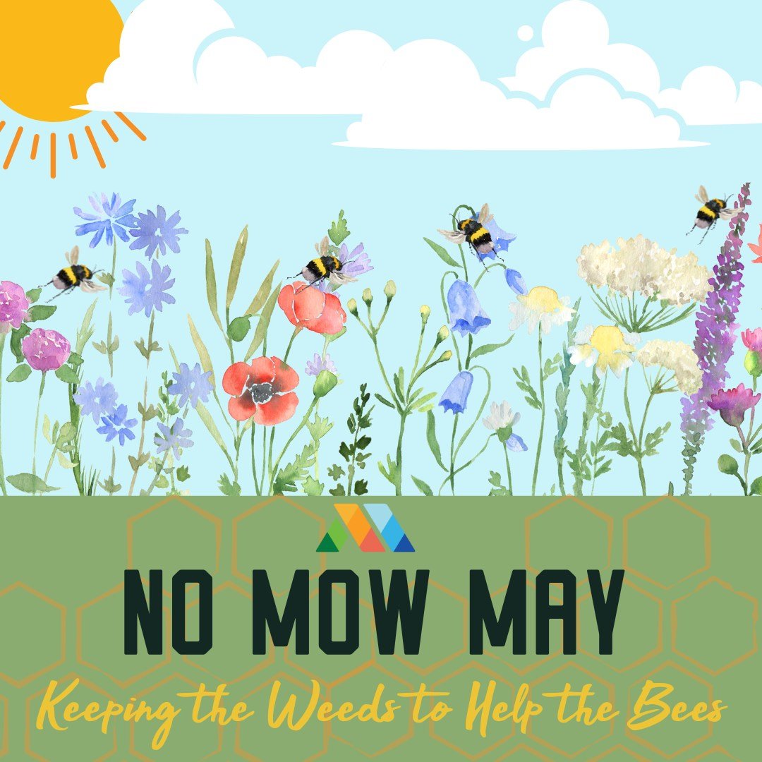 Put those lawnmowers away&mdash;it's No Mow May in Marquette! 🐝🌸
 
This spring, the Marquette DDA is joining the charge by refraining from mowing our properties to support the growth of grass and native plants. As the season shifts and blooms emerg