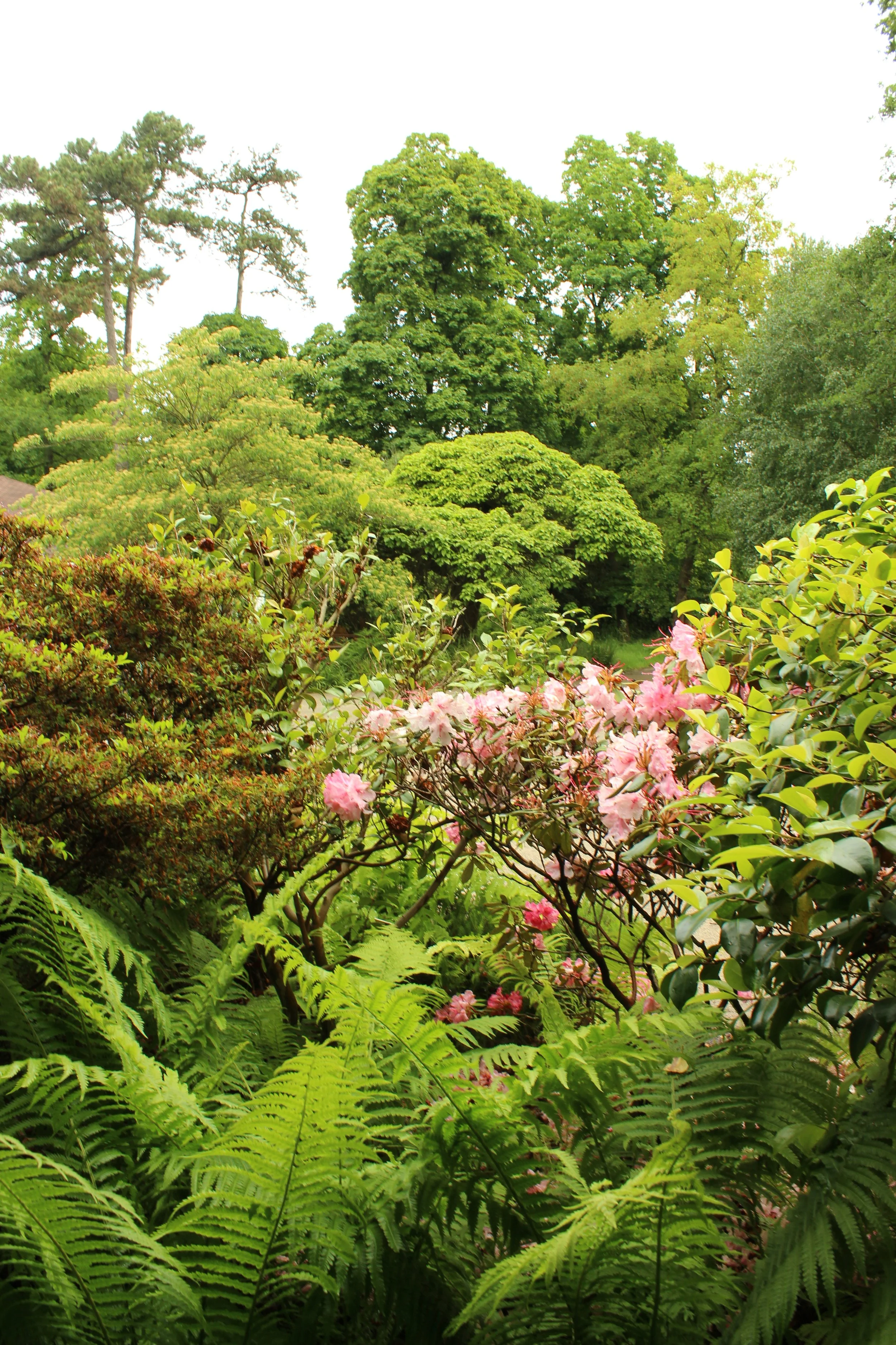 rhododendrons