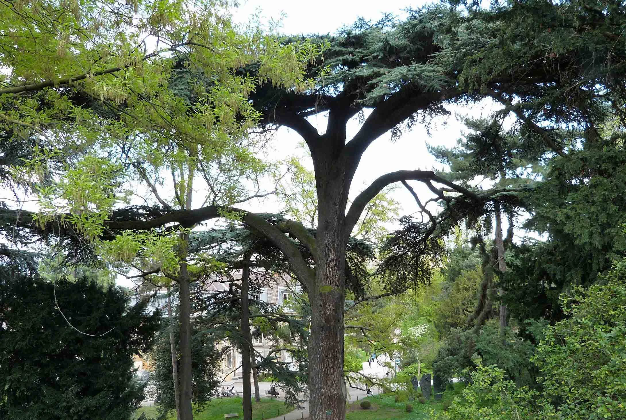 jardin des plantes_cedres.jpg