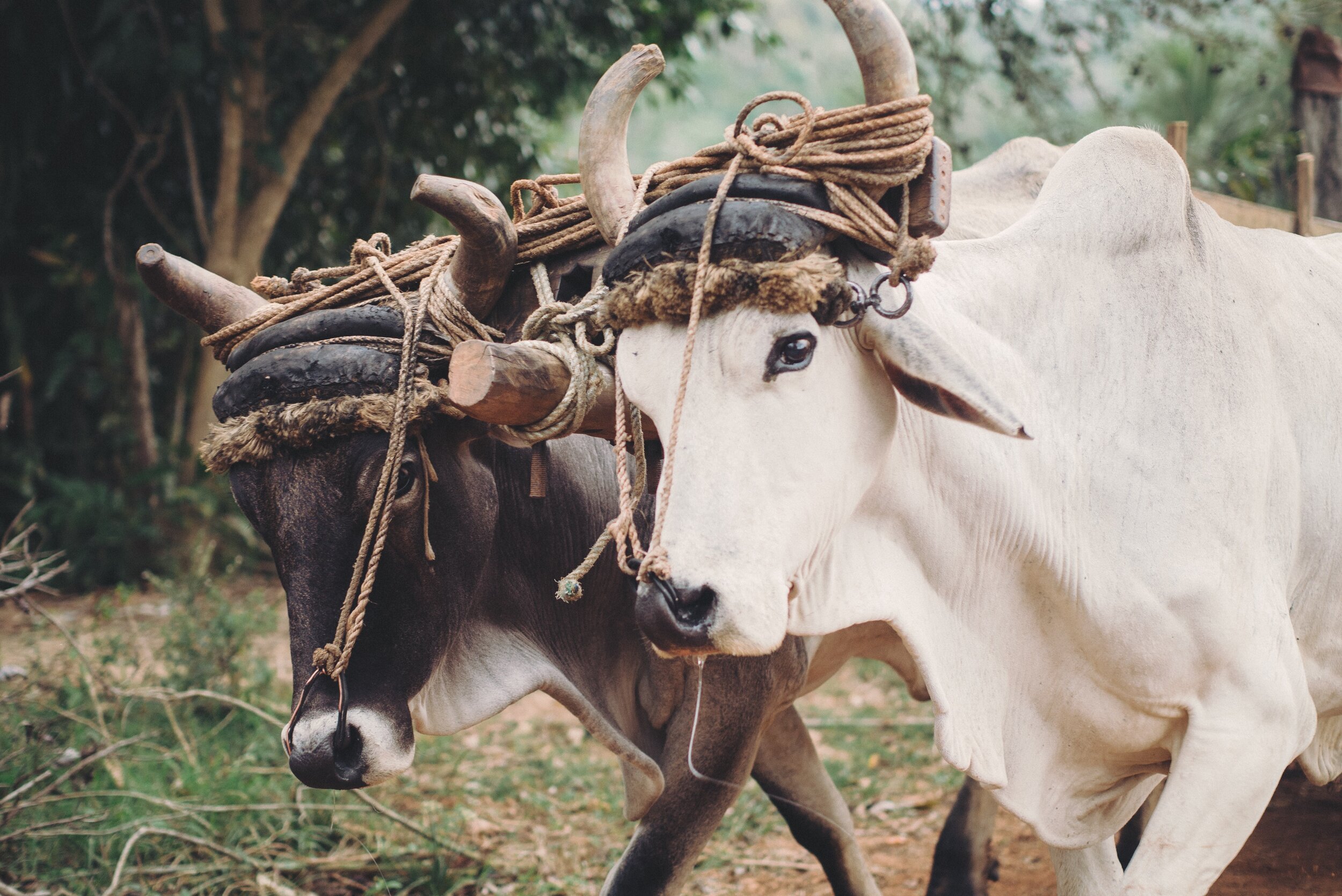 Taking on the Jesus Yoke
