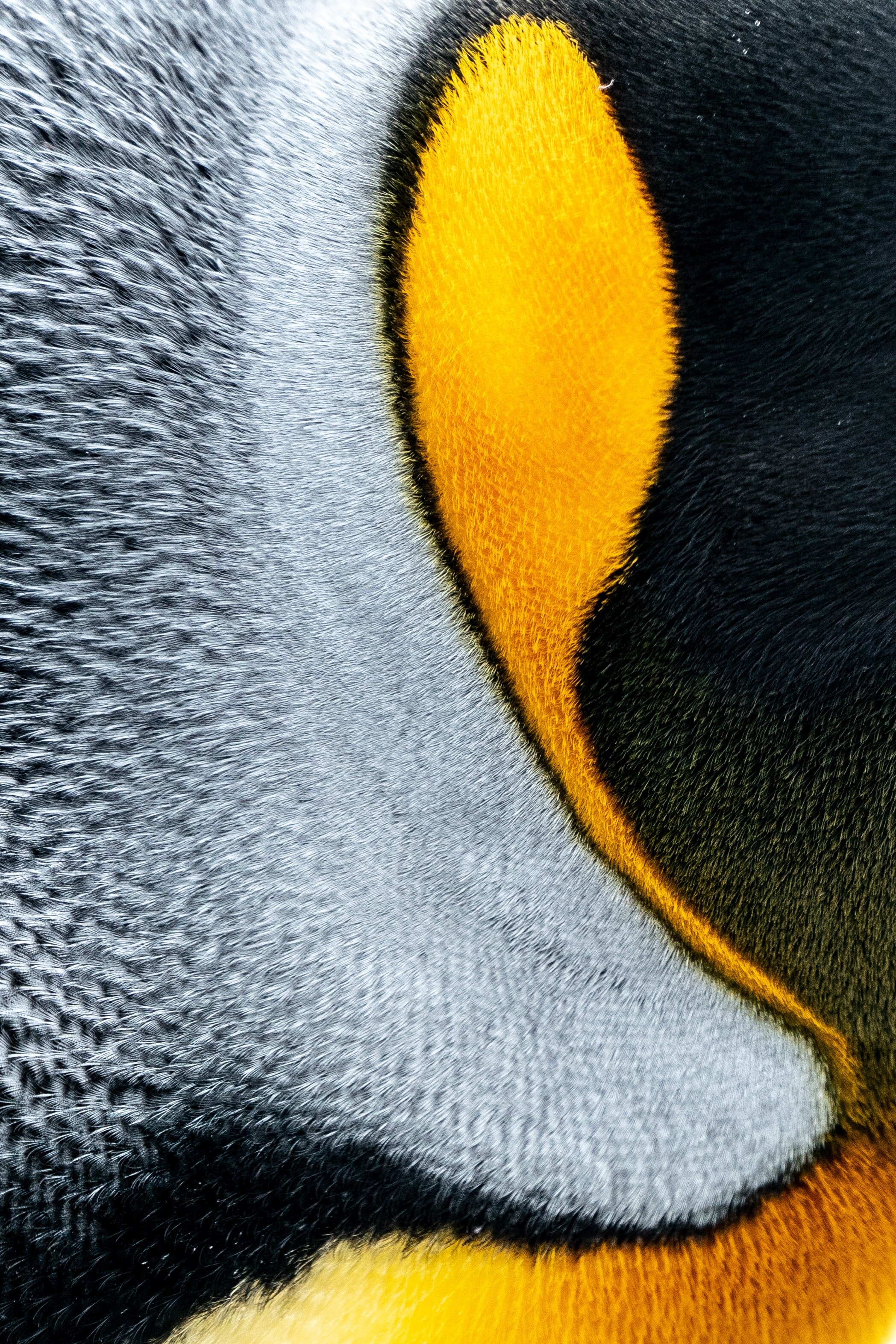 Why I am Jealous of Emperor Penguins