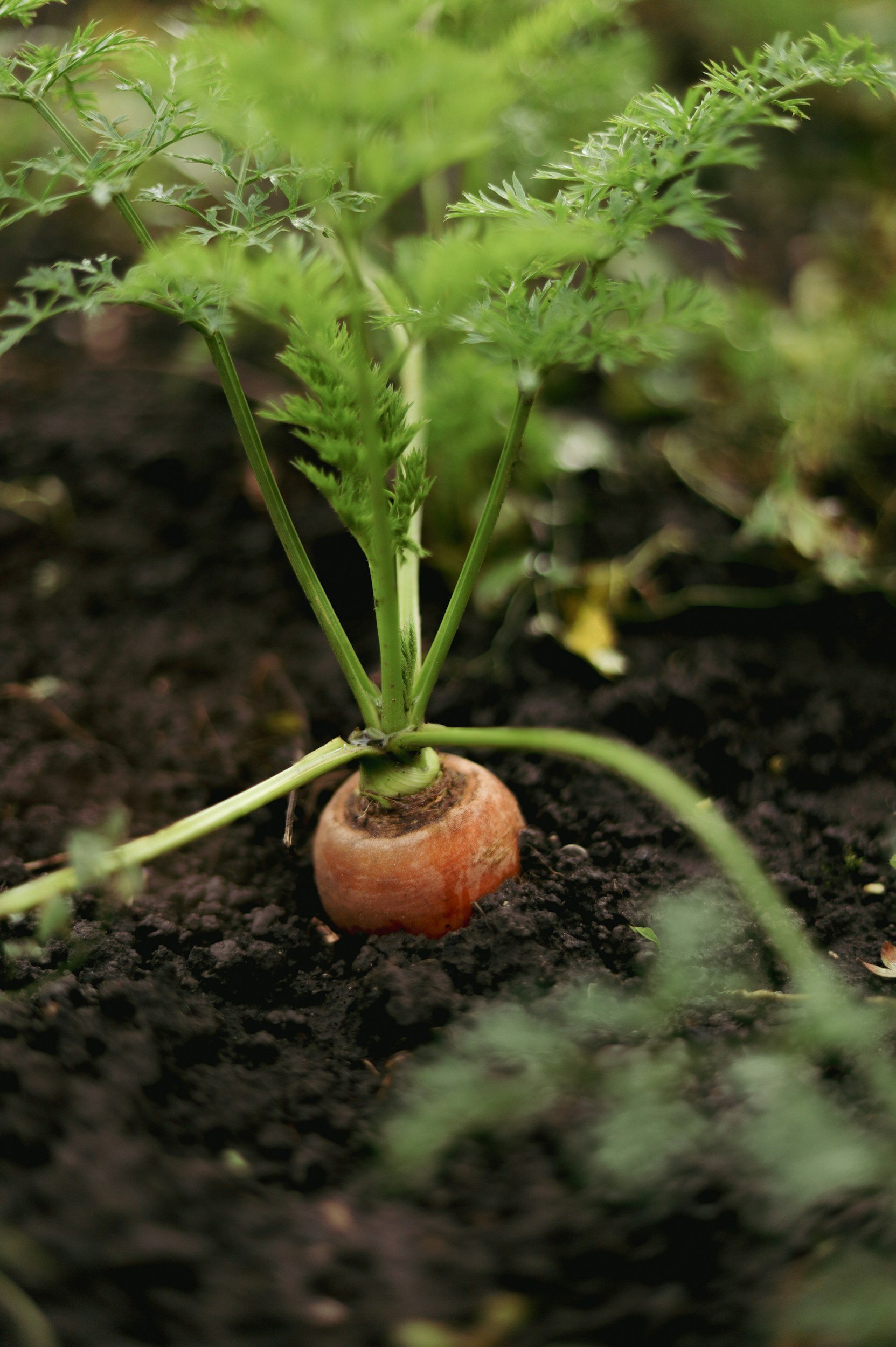 The Carrot Words