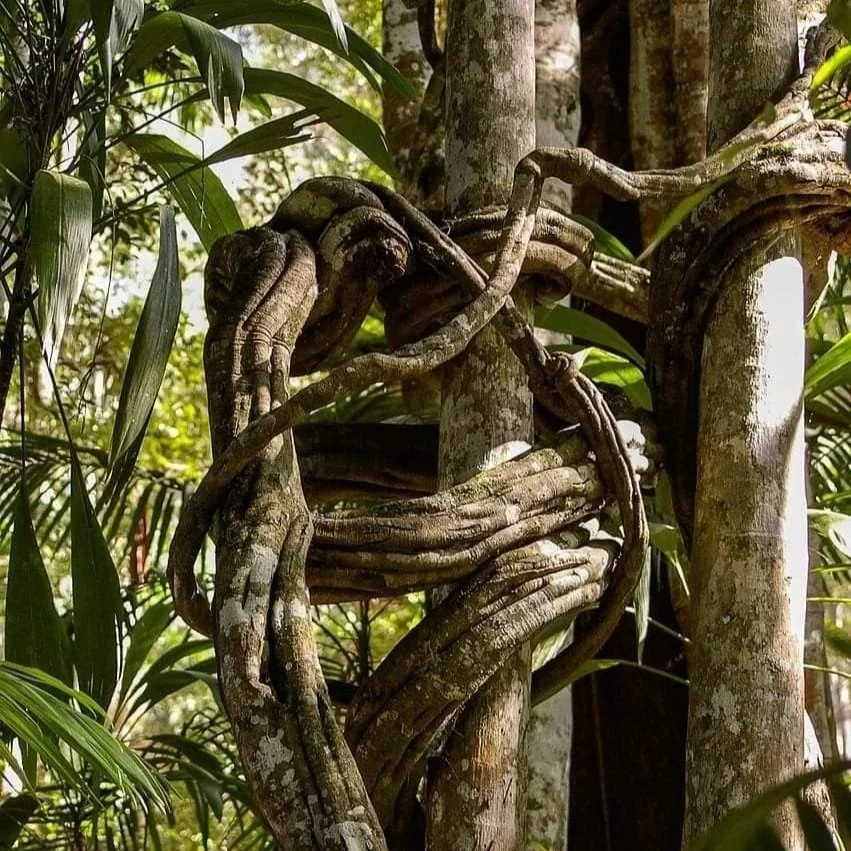 Understanding Ayahuasca Dosage