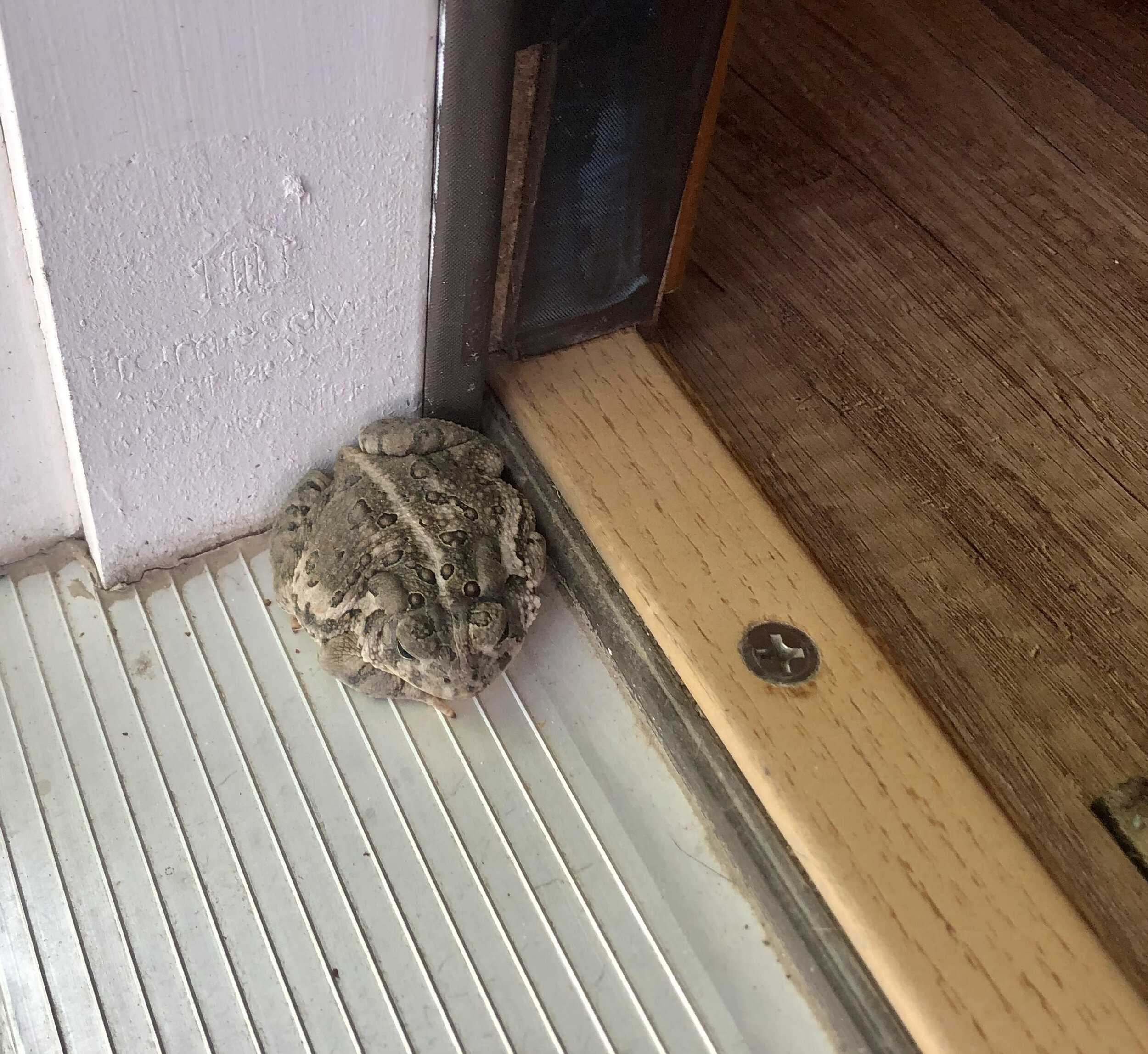 americantoad.jpg
