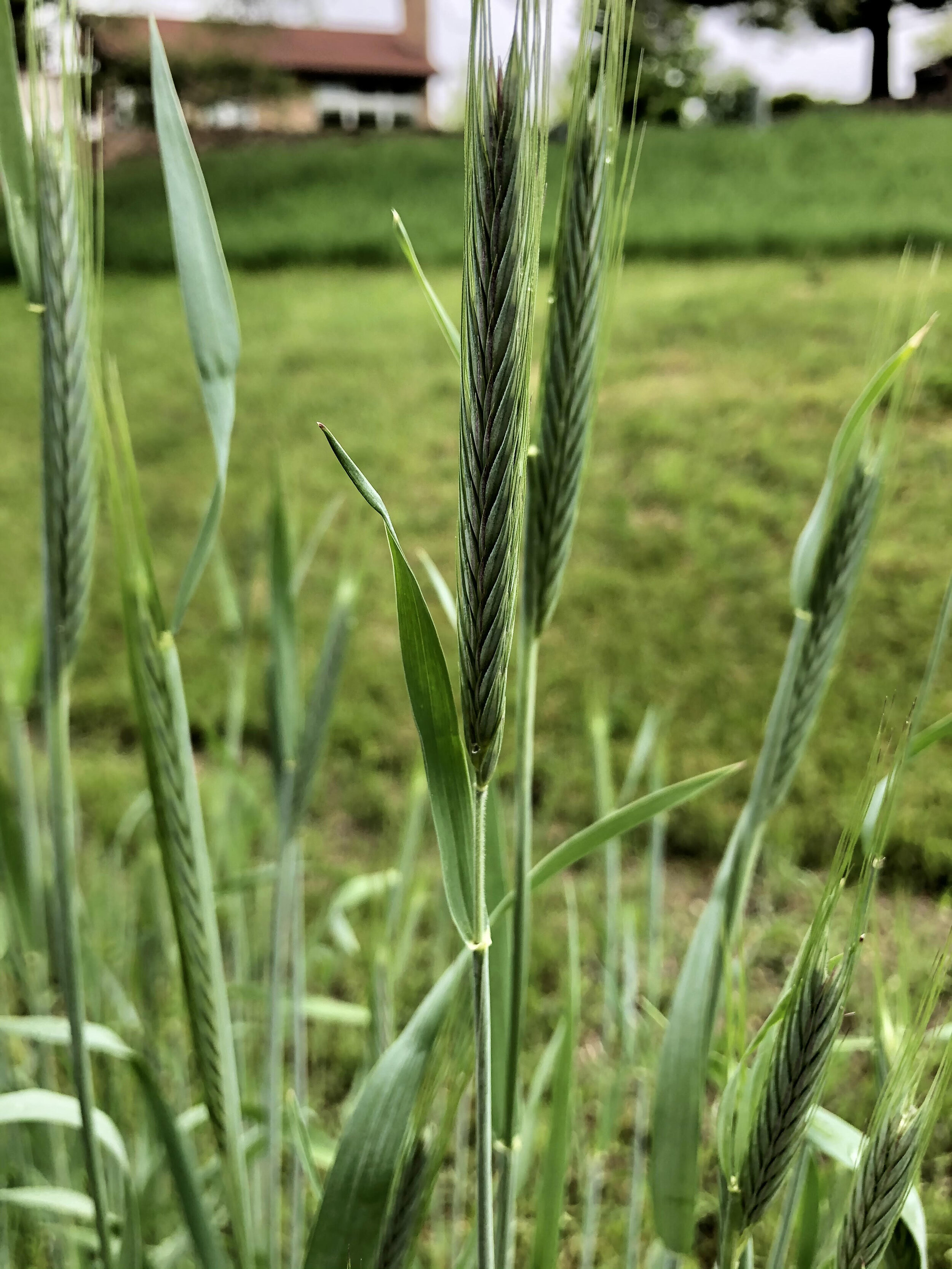 winterwheat.jpg