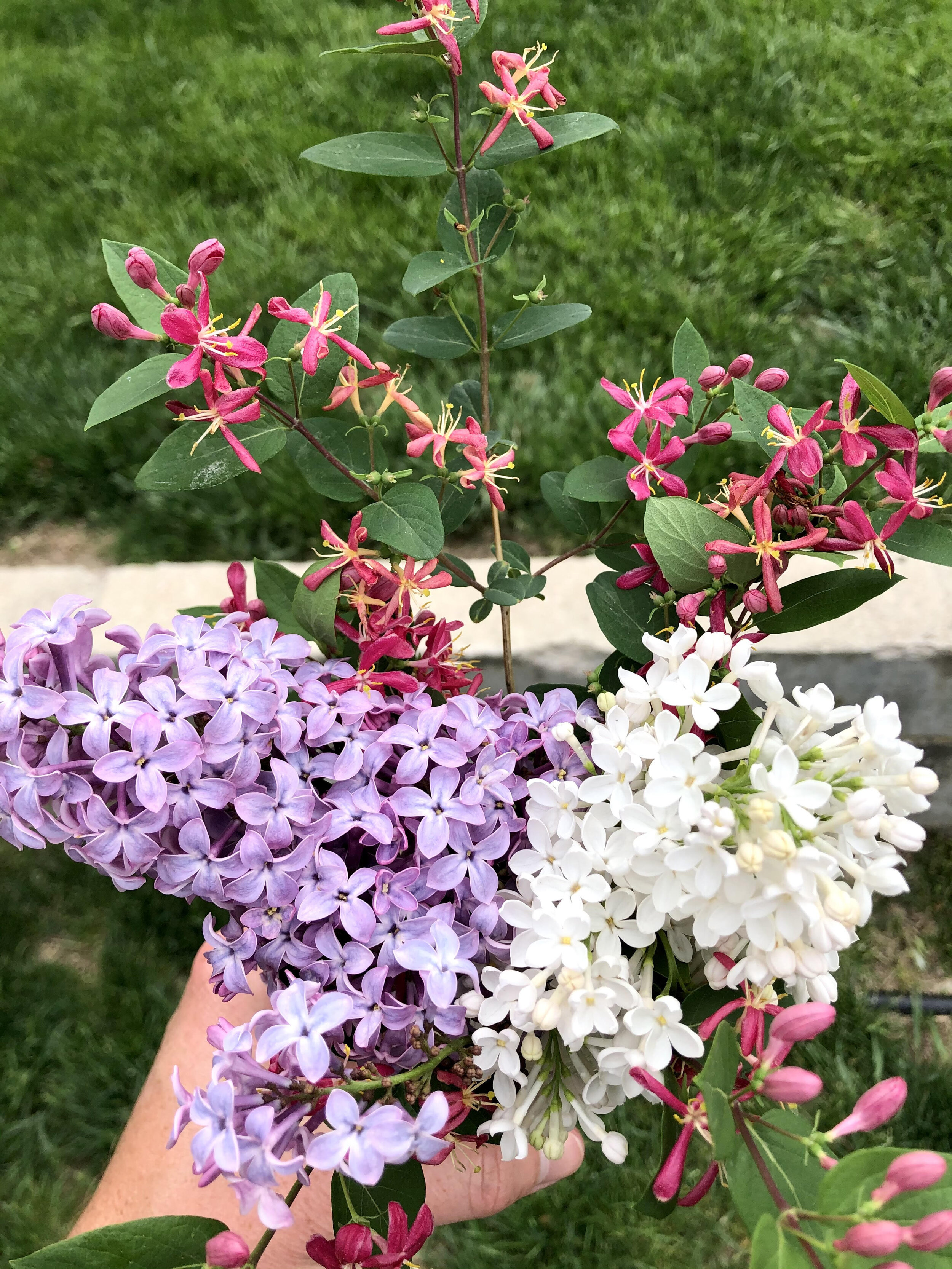 lilacs.jpg