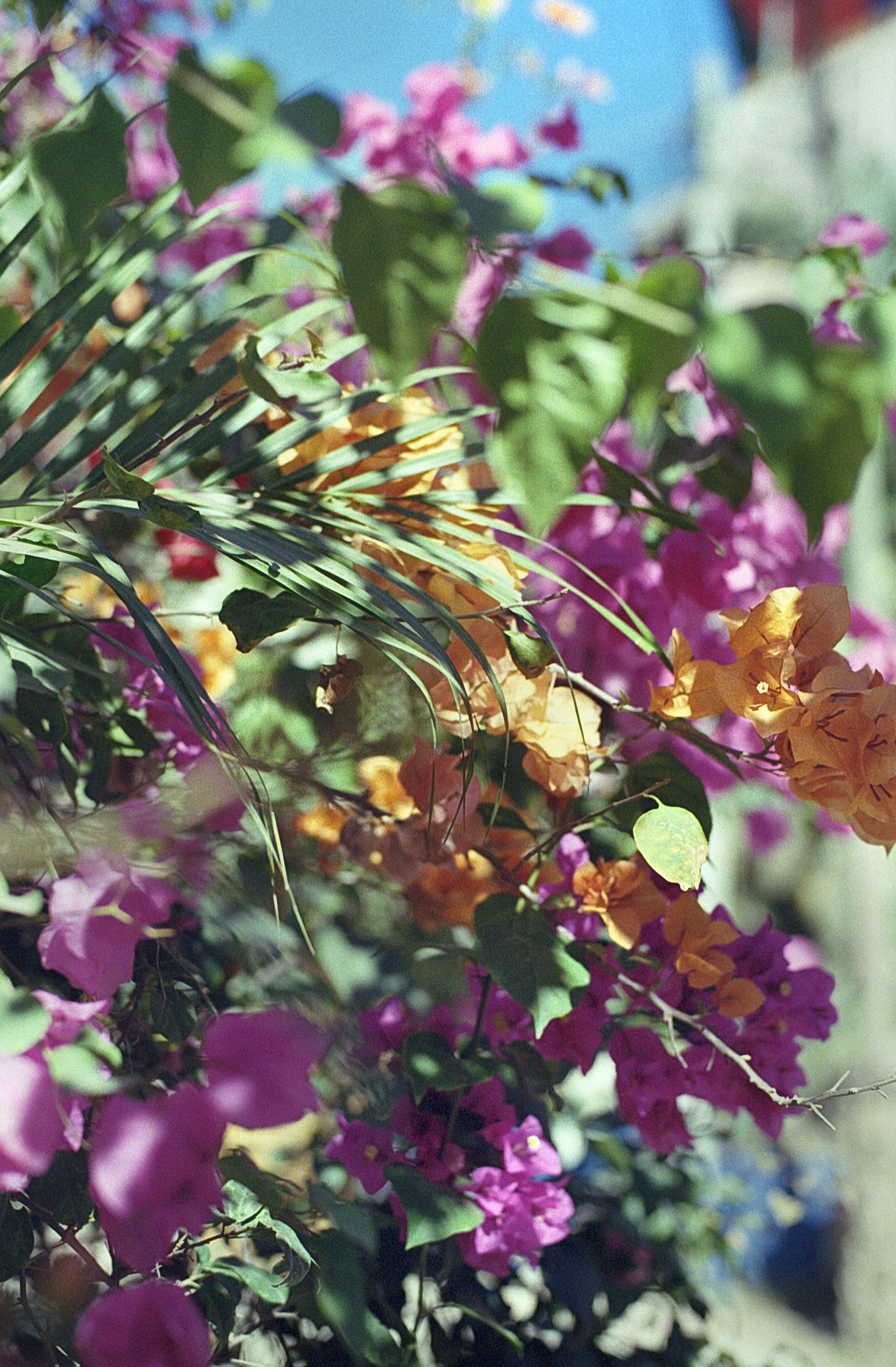 Sayulita2.4 11 copy.jpg