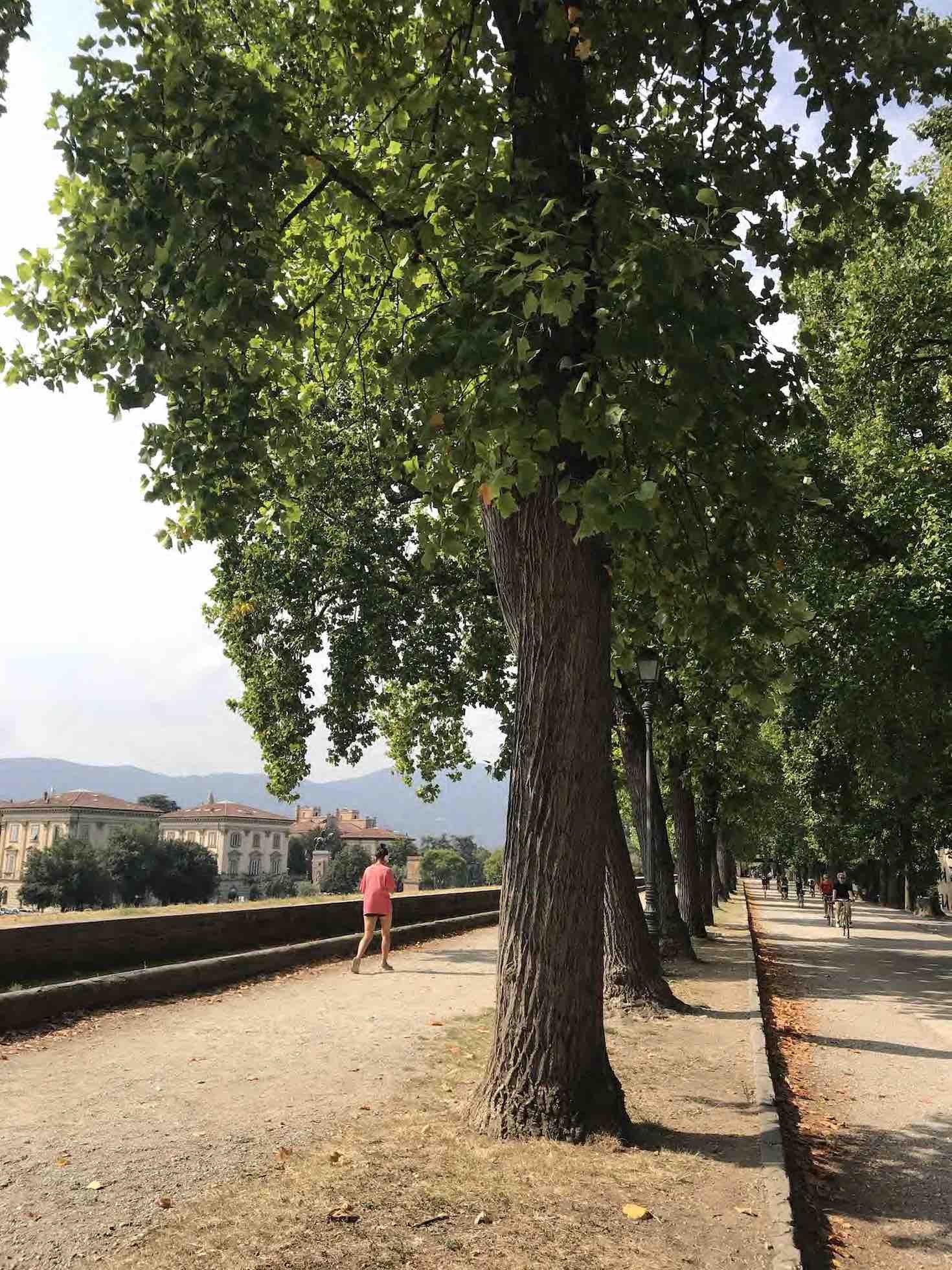 ALMA DE VIAJE - Italia - Lucca 2019  - 7312.jpeg