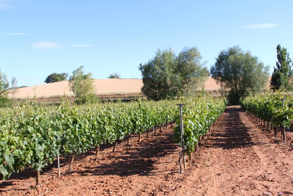 Alma de Viaje - España - Castilla y Leon - Ribera del Duero3-9.jpg