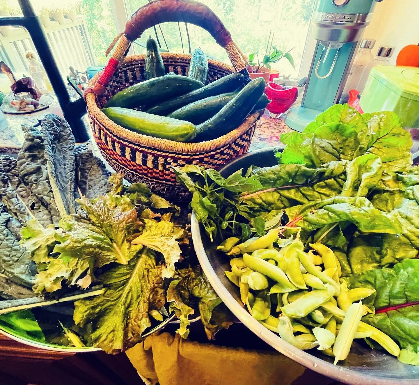 Garden bounty!!!
Bam💥💥💥
Green juice for days 🥬💚🥒

#vegetablegarden #gardenpower #veggies #greenjuice #shopinyourgarden #vegetablegardening #todayswin #juiceforlife #greenjuicelover #win #todaysharvest #todaysharvest🌱 #veggieharvest #greenpower