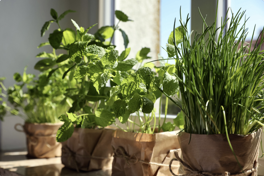 pots of fresh herbs wrapped in brown paper on kitchen windowsill