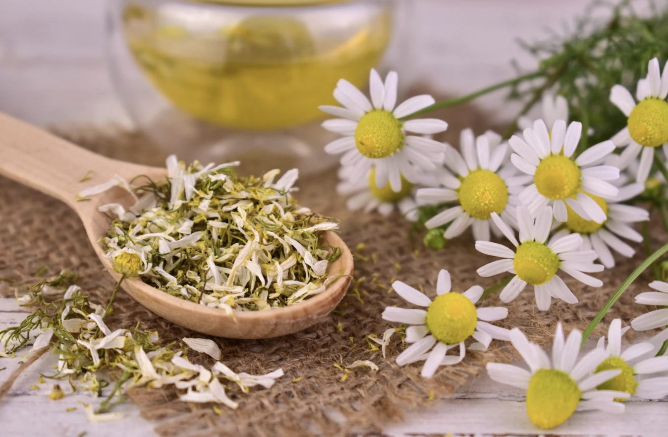 dried chamomile flowers