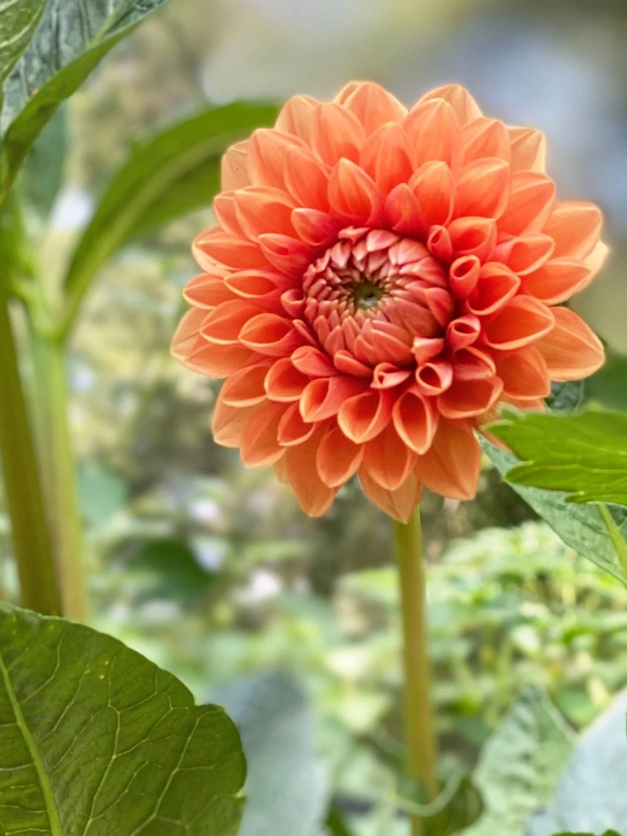 6 Cut Flowers to Grow in Your Kitchen Garden — Cathleen R Smith