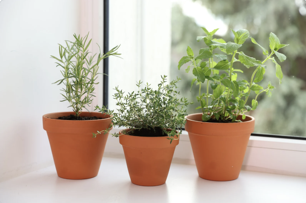 herbs in clay pot on kitchen windowsill