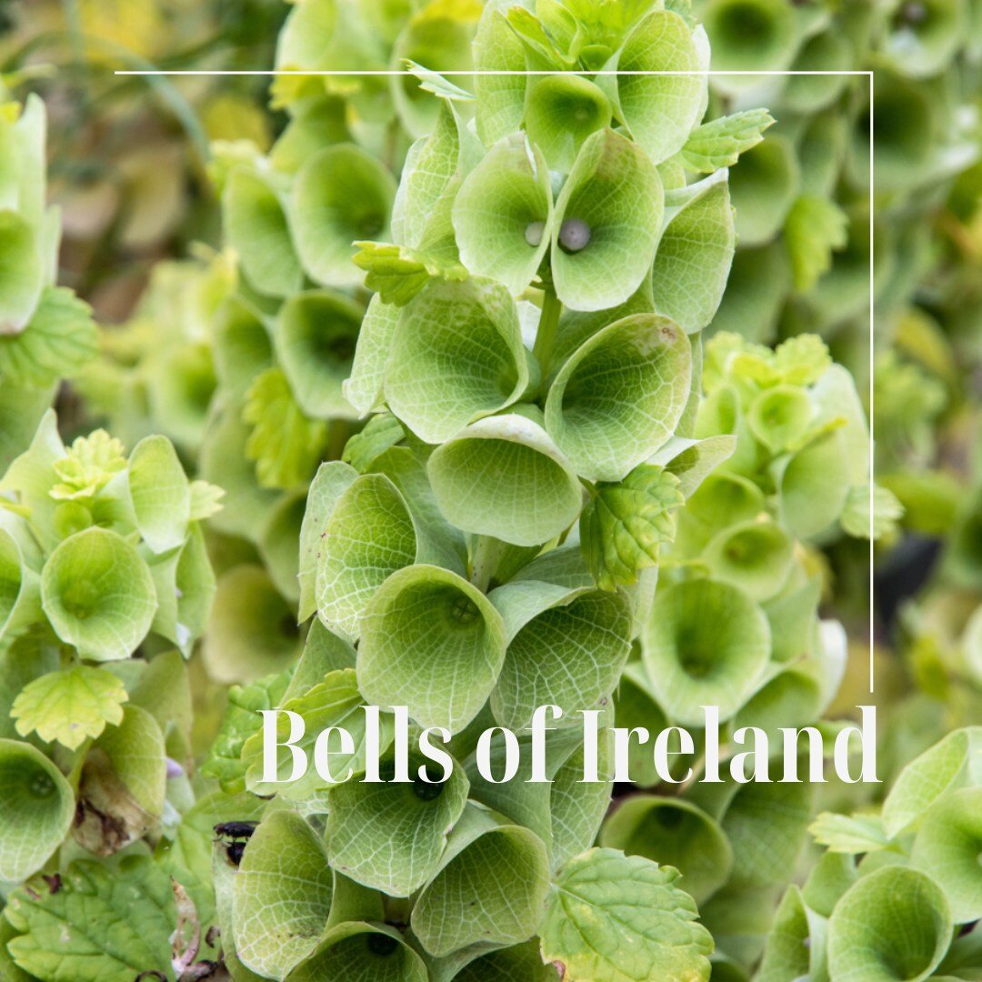 These little beauties are definitely 
going to be in my garden this year! Bells of Ireland is 
a semi hardy annual with gorgeous lime-green foliage that you can use as a filler in your vase designs. The spires are tall - like 24 to 36 inches - with  