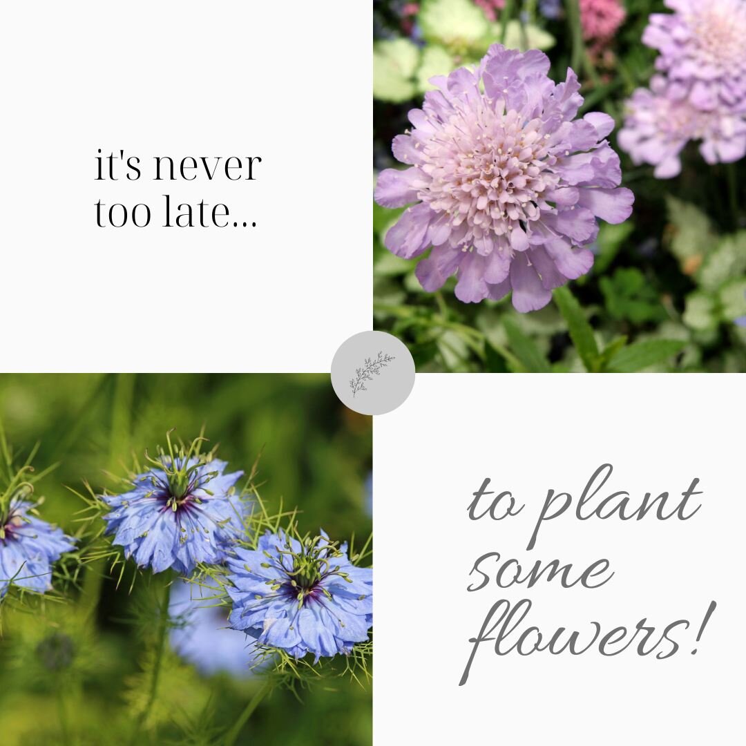 Bachelor's Buttons. . . 
Snapdragons . . . Feverfew - Magic Lime Green . . . Love in a Mist . . . Clary Sage . . . Pincushion . . . 
Bells of Ireland. My hardy annual / semi-hardy annual experiment. #culinarynutrition #kitchengarden #culinarynutritio