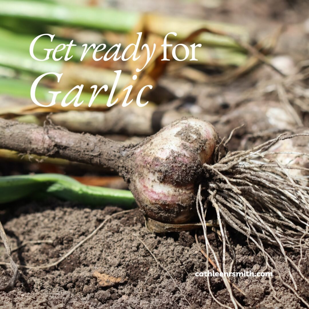 Did you know that freshly harvested garlic needs to cure for about a month? I hang my garlic in bunches of 10 from the ceiling in our basement - cool and dark is key. Don&rsquo;t rinse your garlic when you harvest it, but gently brush off any excess 