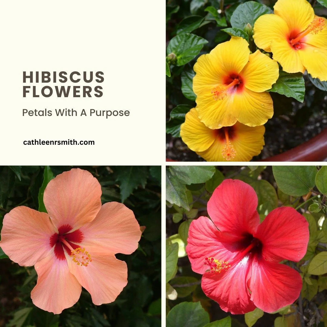 Let&rsquo;s talk about hibiscus - that showy little number with the bright, sassy petals and a tropical attitude. It&rsquo;s not just a pretty face - this 
flower has centuries of street cred when it comes to both beauty and healing. From the ancient