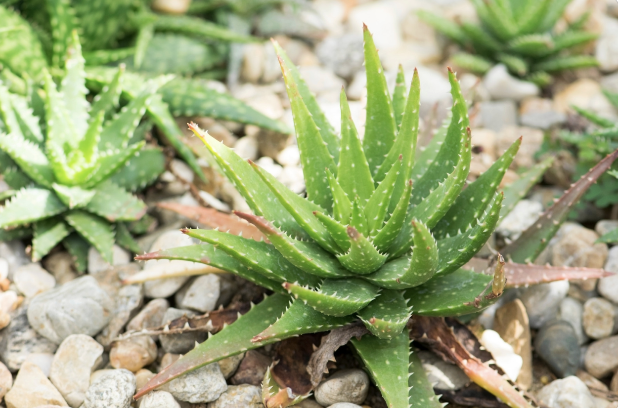 small aloe plant in stone garden