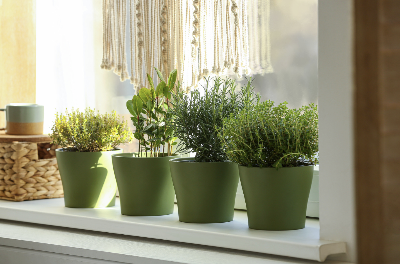 herbs in green pots on windowsill