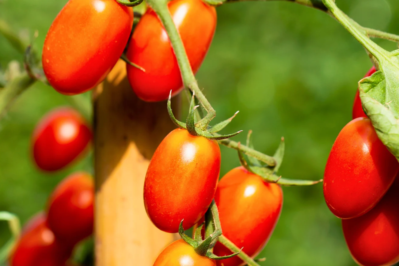 tomatoes on vine in summer garden