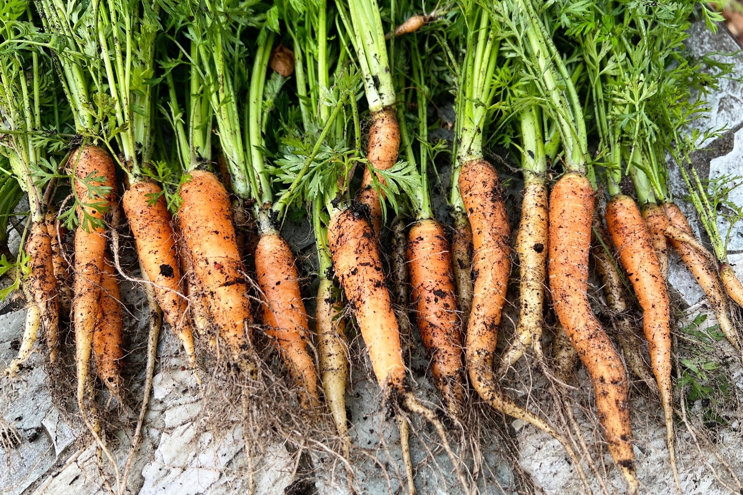 freshly harvested carrots