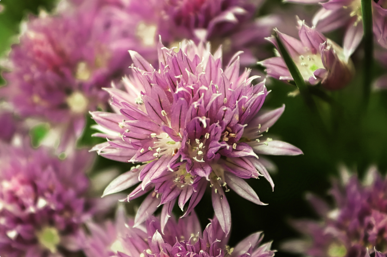 close up of allium blossoms