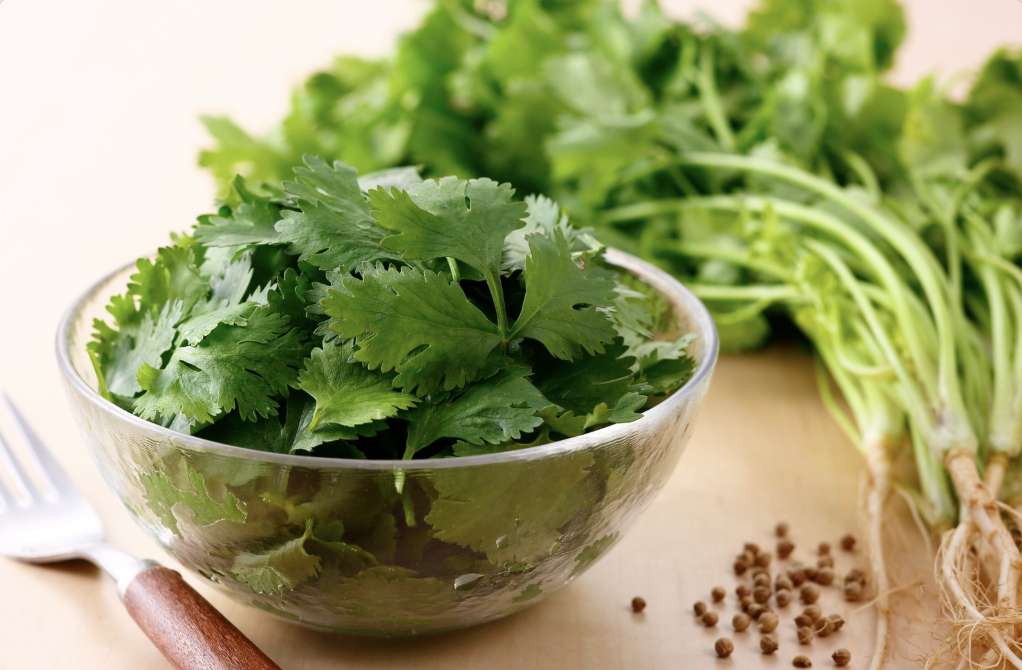 bowl of fresh cilantro with roots and seeds
